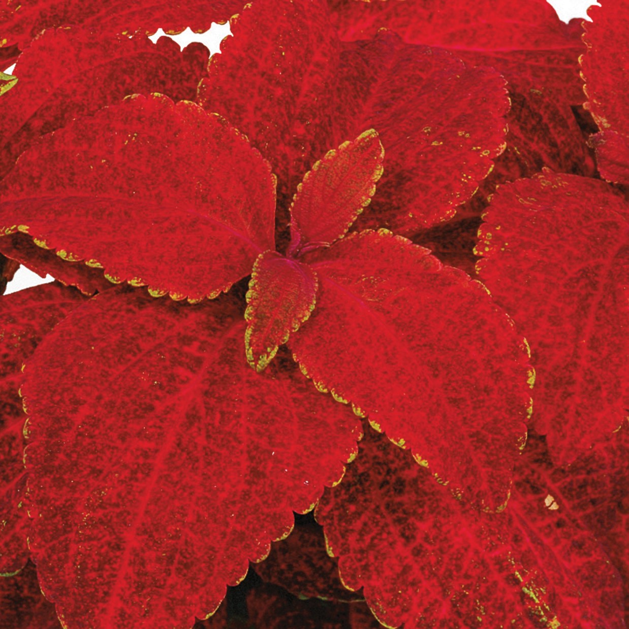Coleus | Superfine Rainbow - 4 Pack