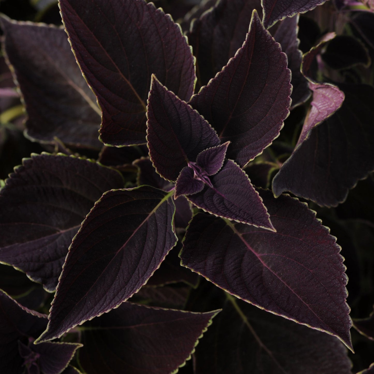 Coleus | Volcanica - 1 Quart