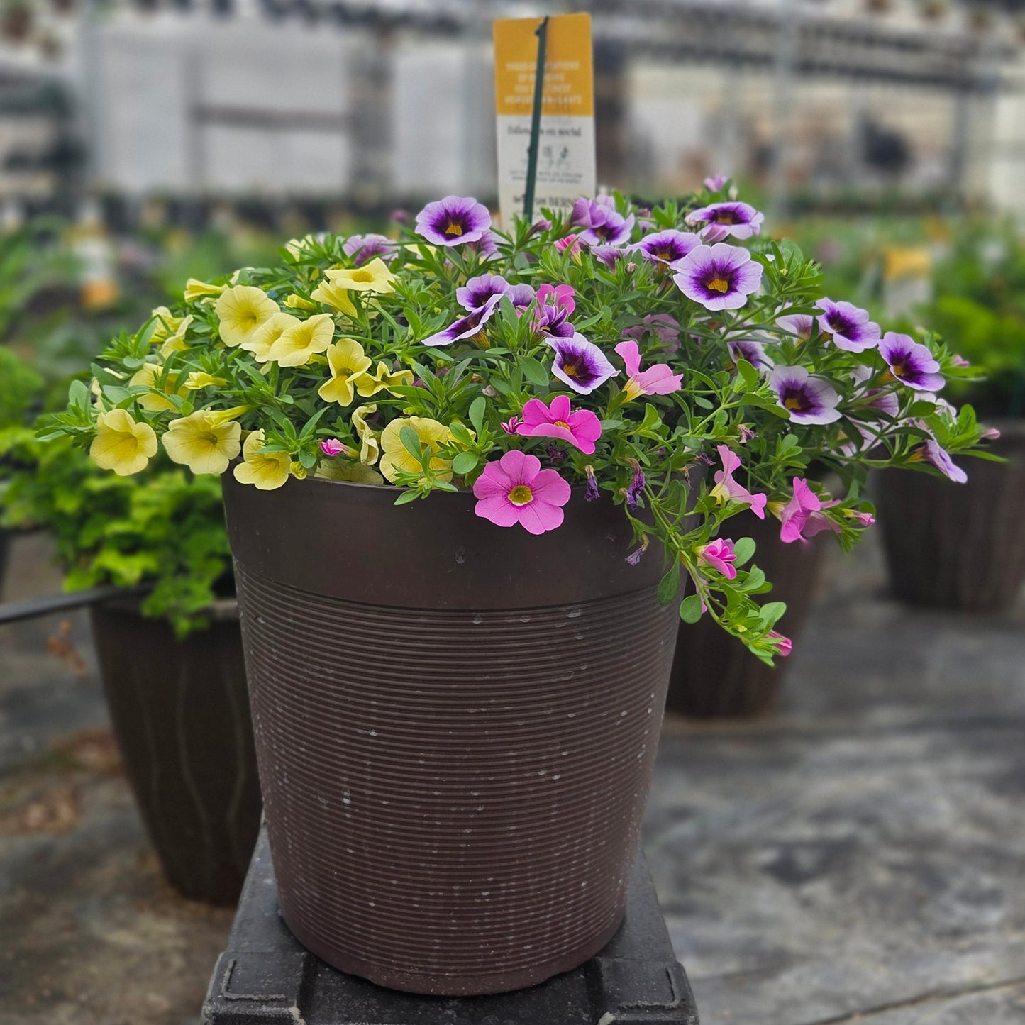 Calibrachoa | Spring Showers - Small Patio Container