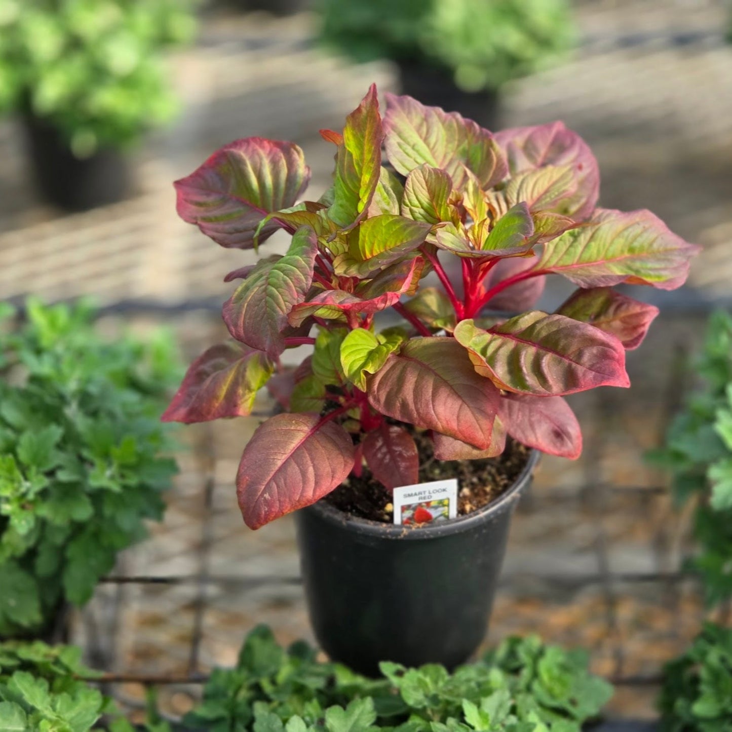 Celosia | Smart Look Red - 1 Quart
