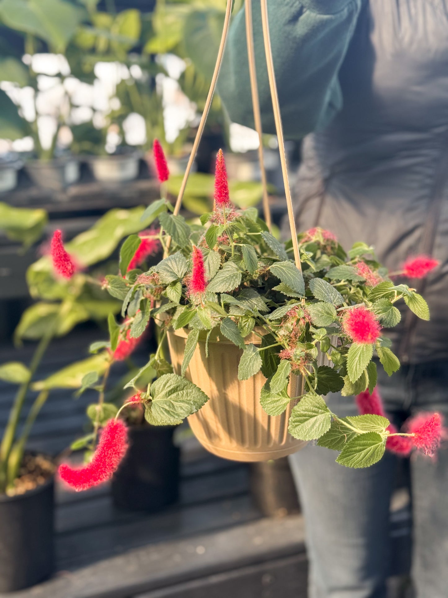 Acalypha hispida | Chenile - 6.5 Inch Hanging Basket