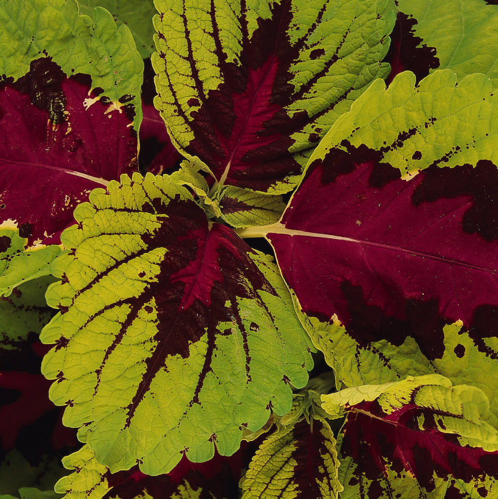 Coleus | Kong - 4 Pack