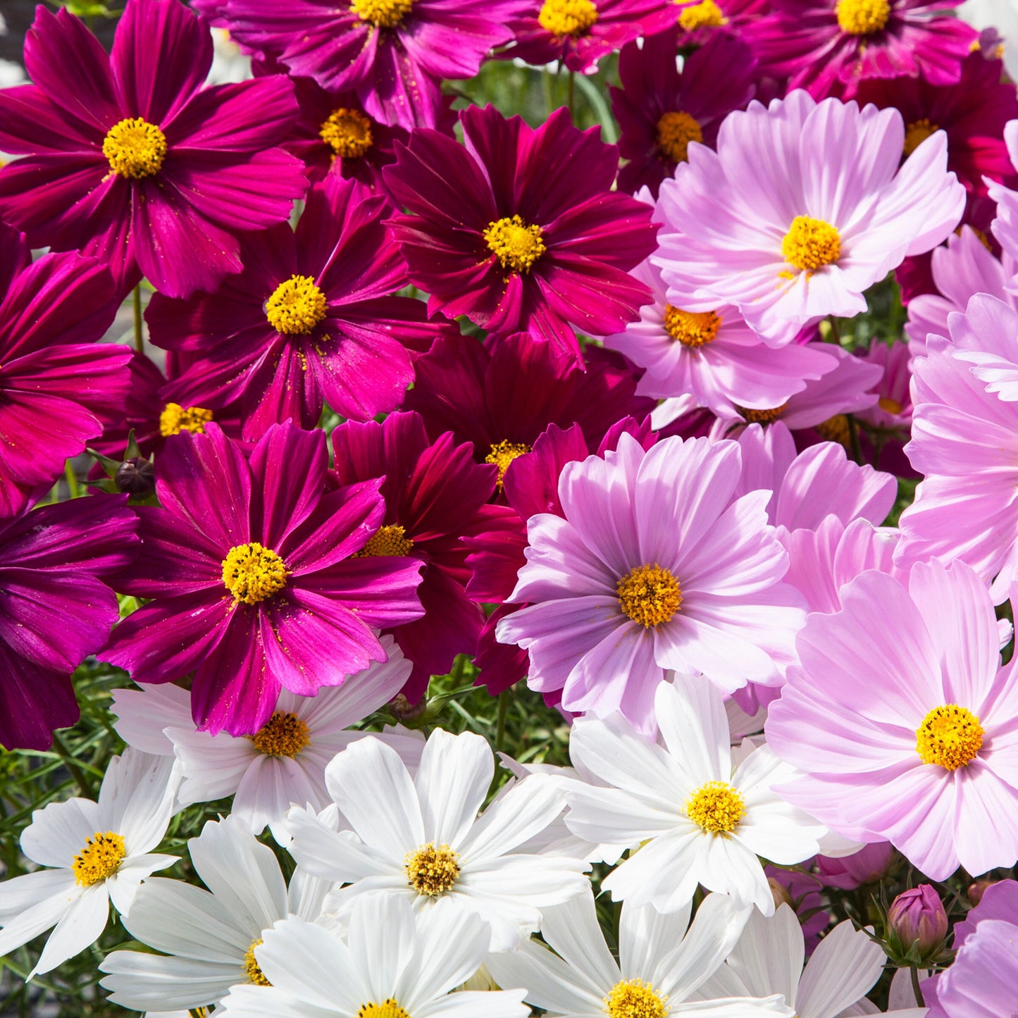 Cosmos | $6 Pollinator Favorites