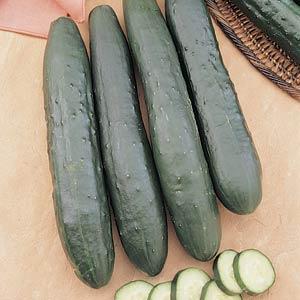 Cucumber | Burpless Supreme - 1 Pint