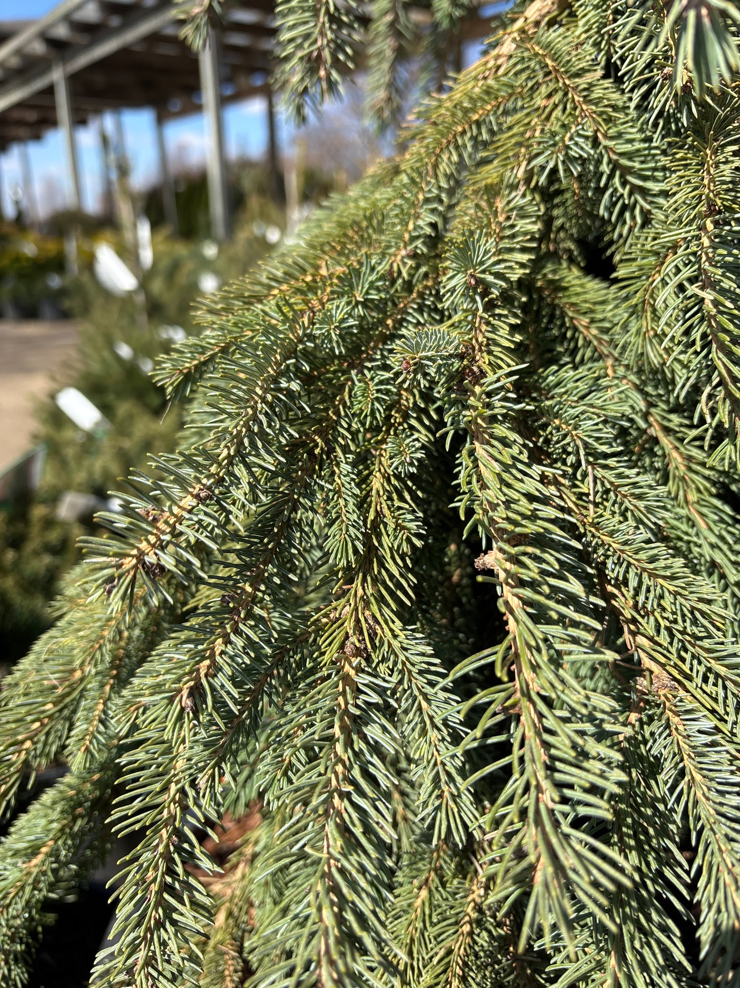 Picea | Weeping White Spruce