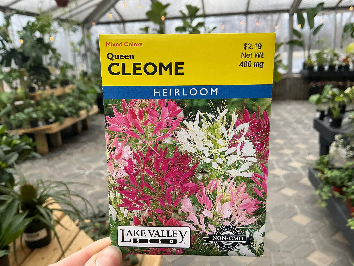 Tarenaya | Spider Flower - Cleome Seed