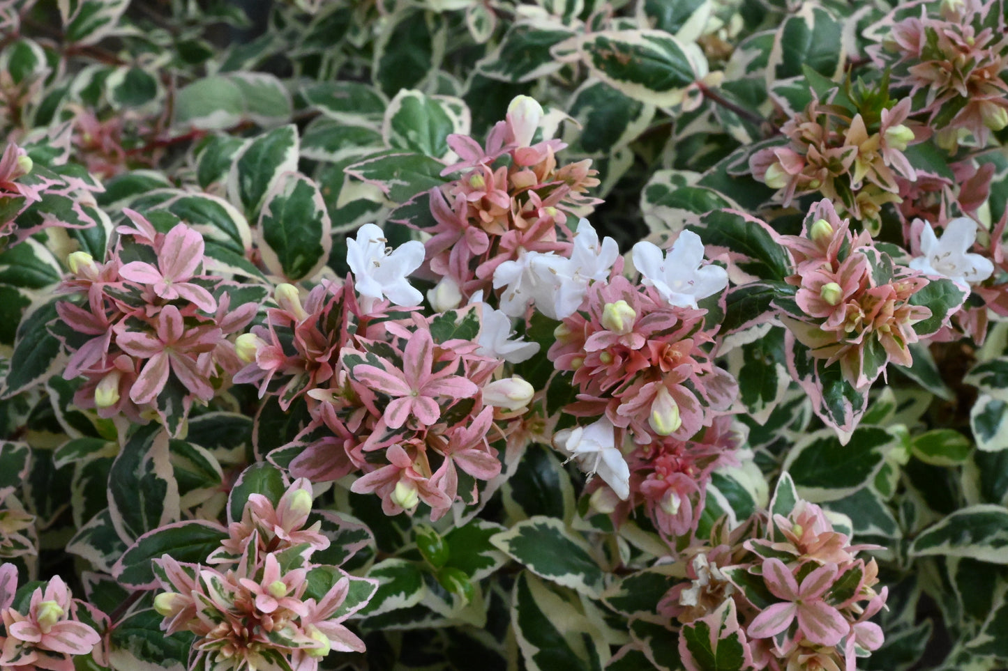 Abelia | Magic Daydream Abelia - 2 Gallon
