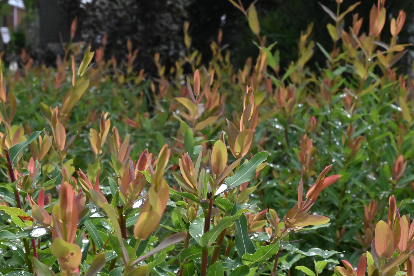 Salix | Flamingo Dappled Willow - 5 Gallon