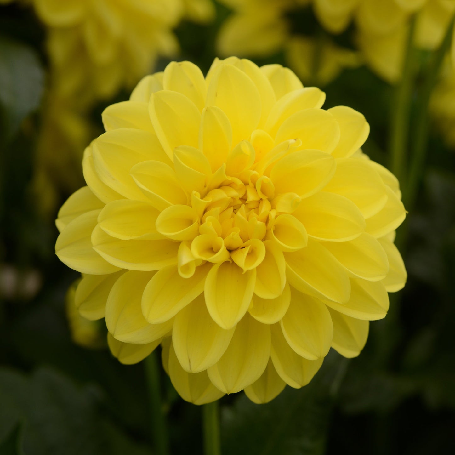 Dahlia | Dalaya - 1 Quart