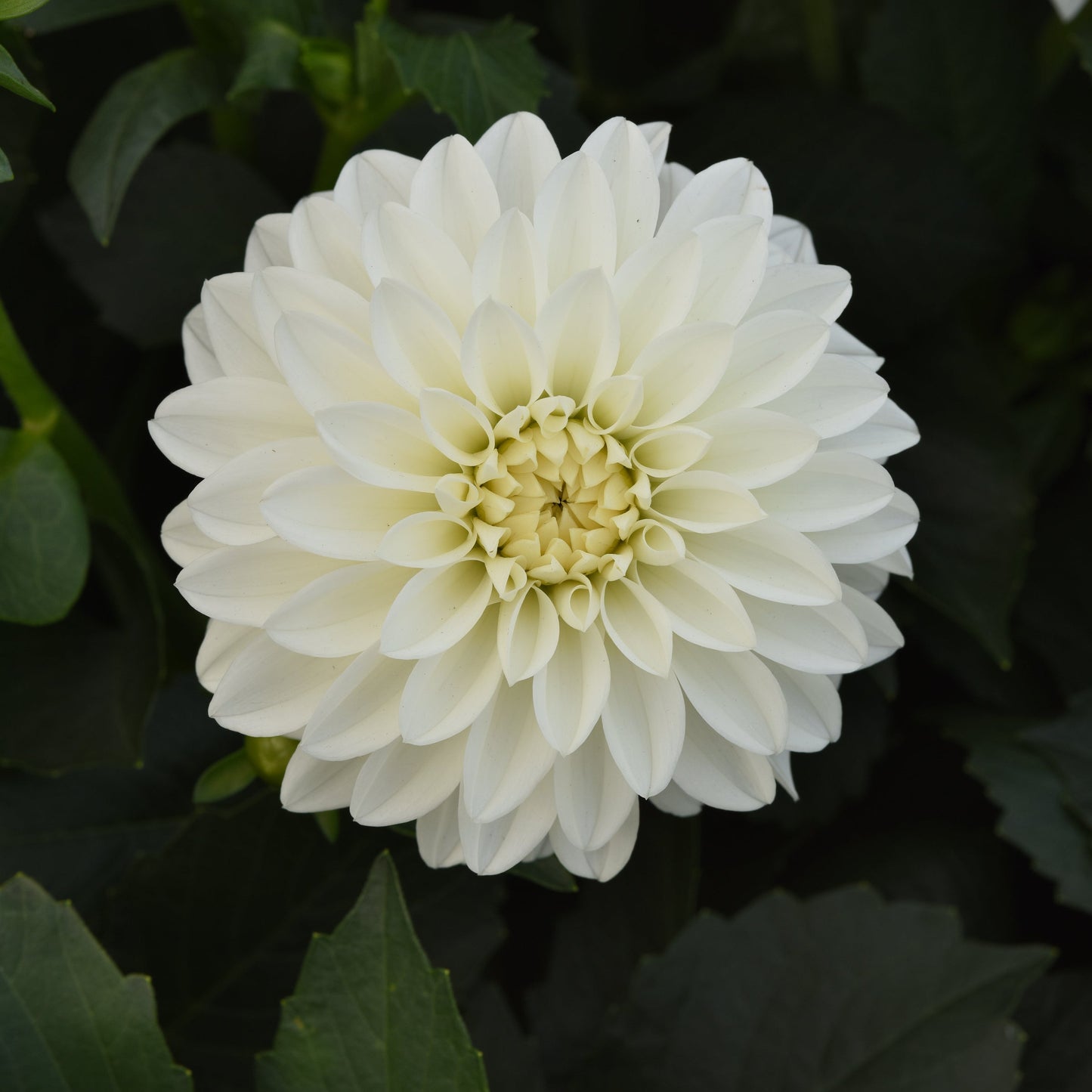 Dahlia | Venti - 1 Gallon