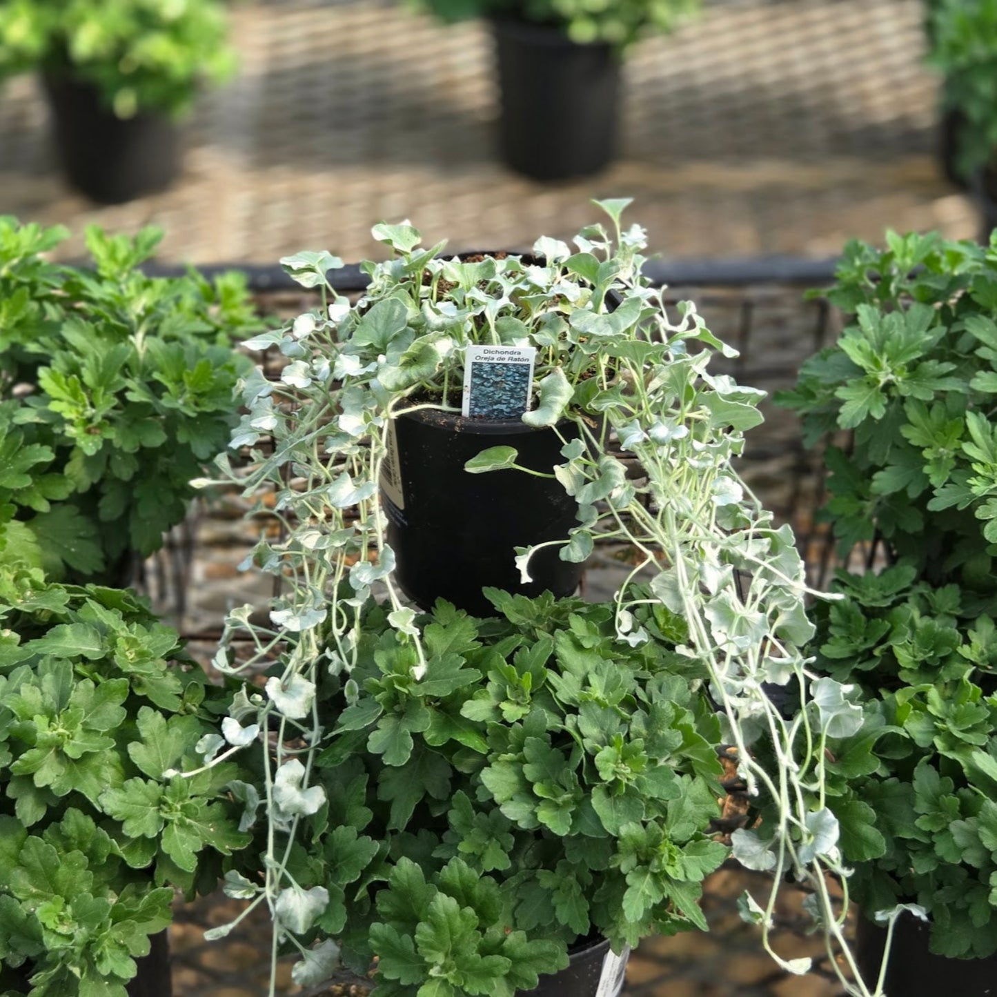 Dichondra | Silver Surfer - 1 Quart