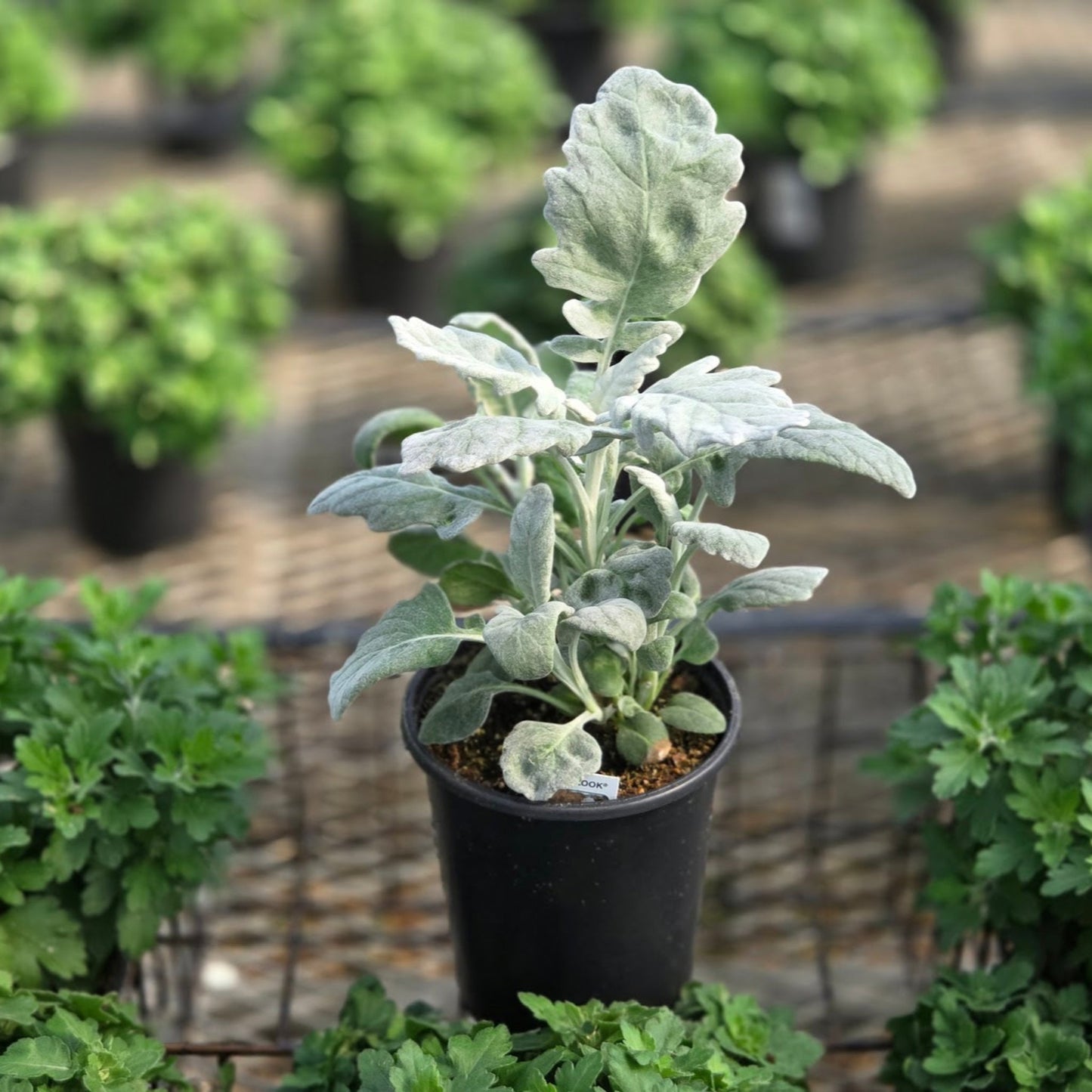 Senecio | Dusty Miller - 1 Quart