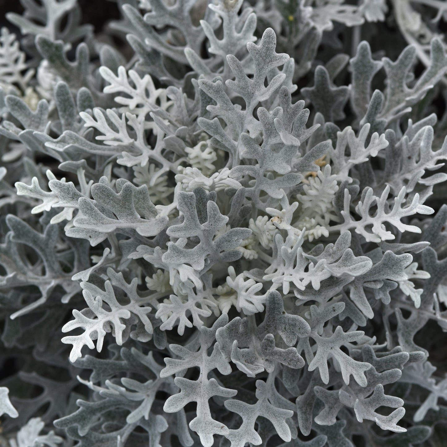 Dusty Miller | Silverdust - 4 Pack