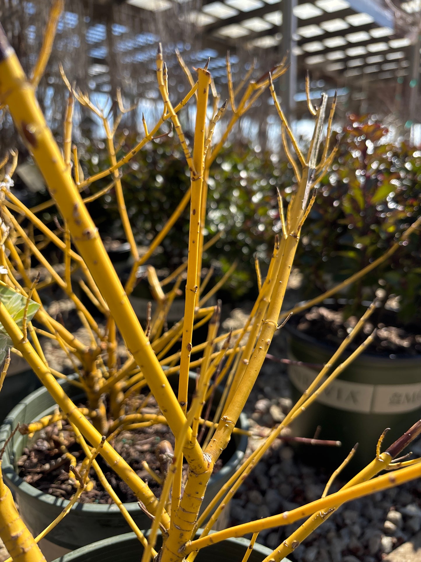 Cornus | Creme de Mint Dogwood