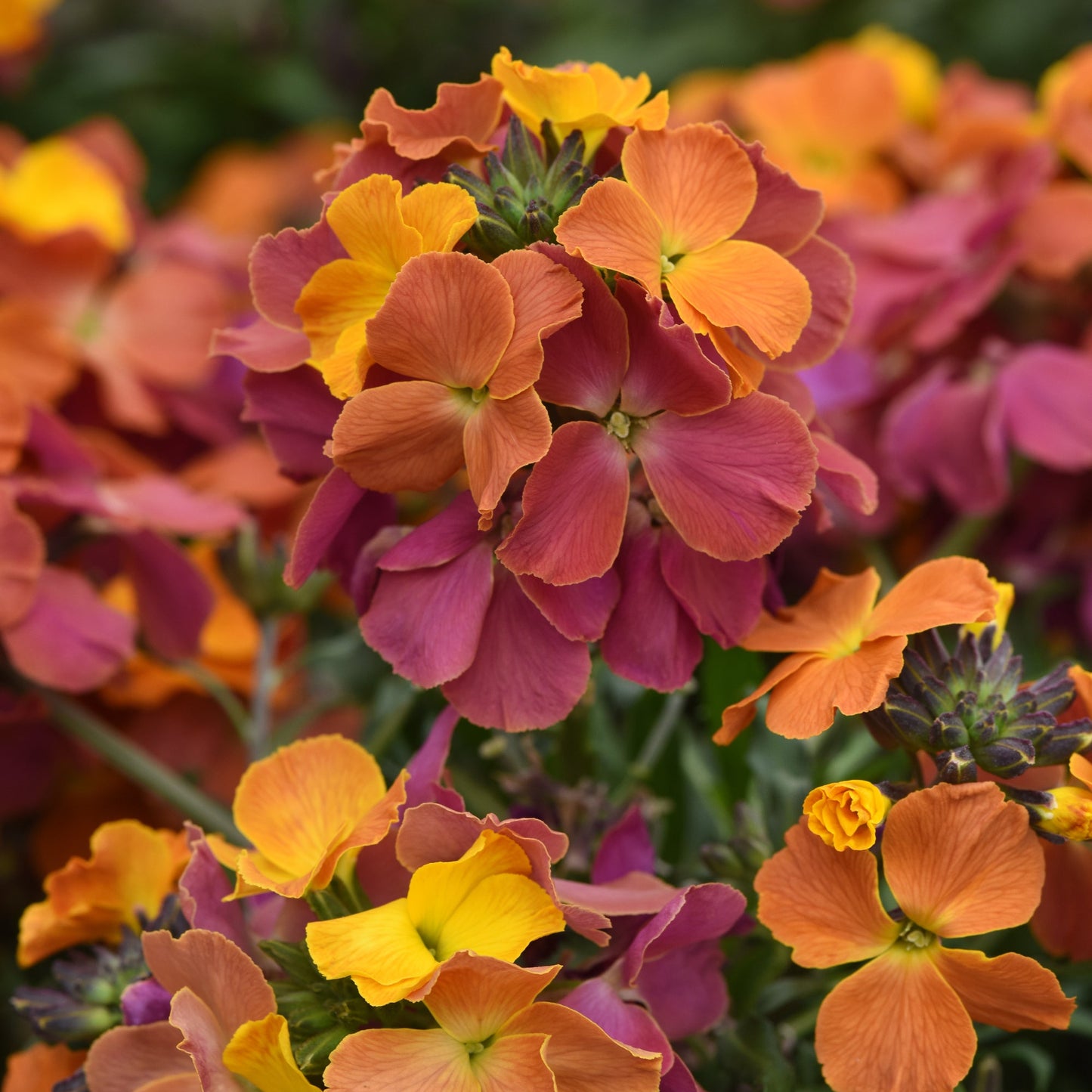 Erysimum | Brightside - 1 Quart