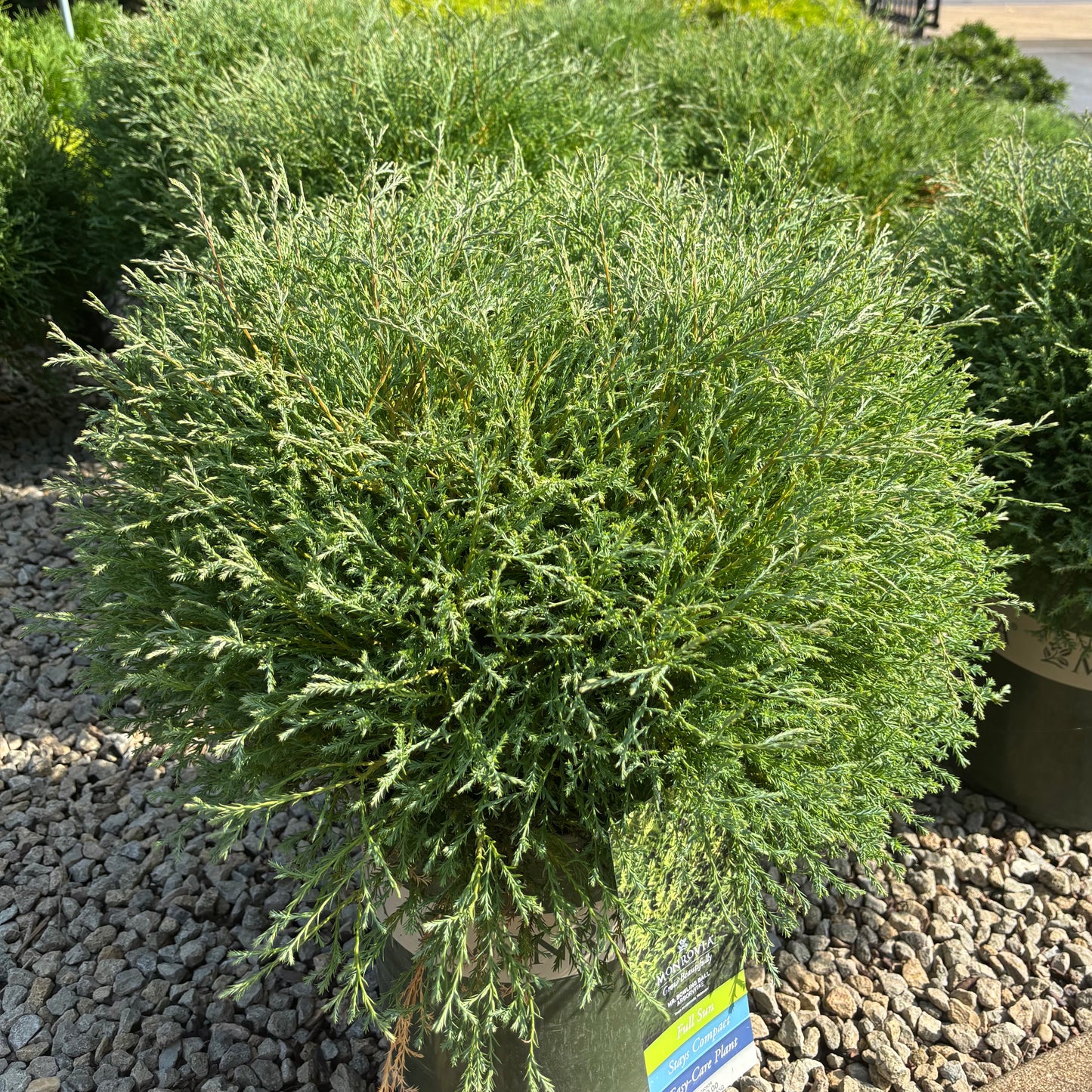 Thuja | Mr. Bowling Ball Arborvitae