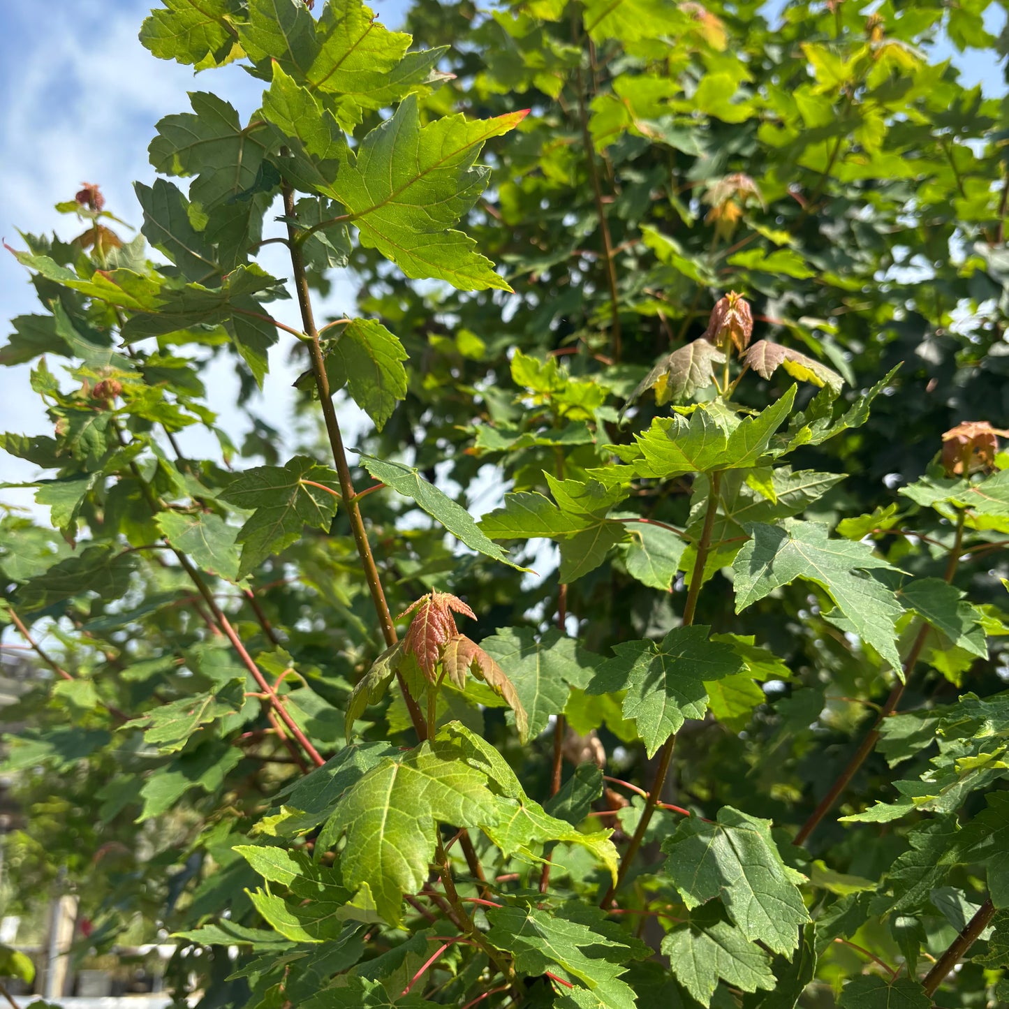 Acer | Redpointe Red Maple