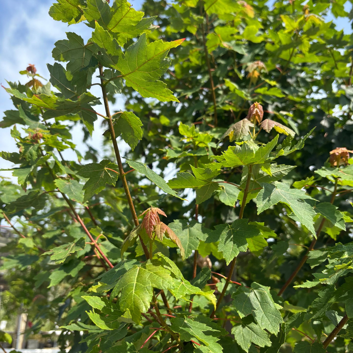 Acer | Redpointe Red Maple - 15 Gallon