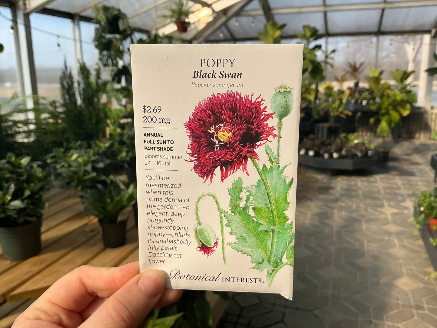 Papaver | Bread - Poppy Seed