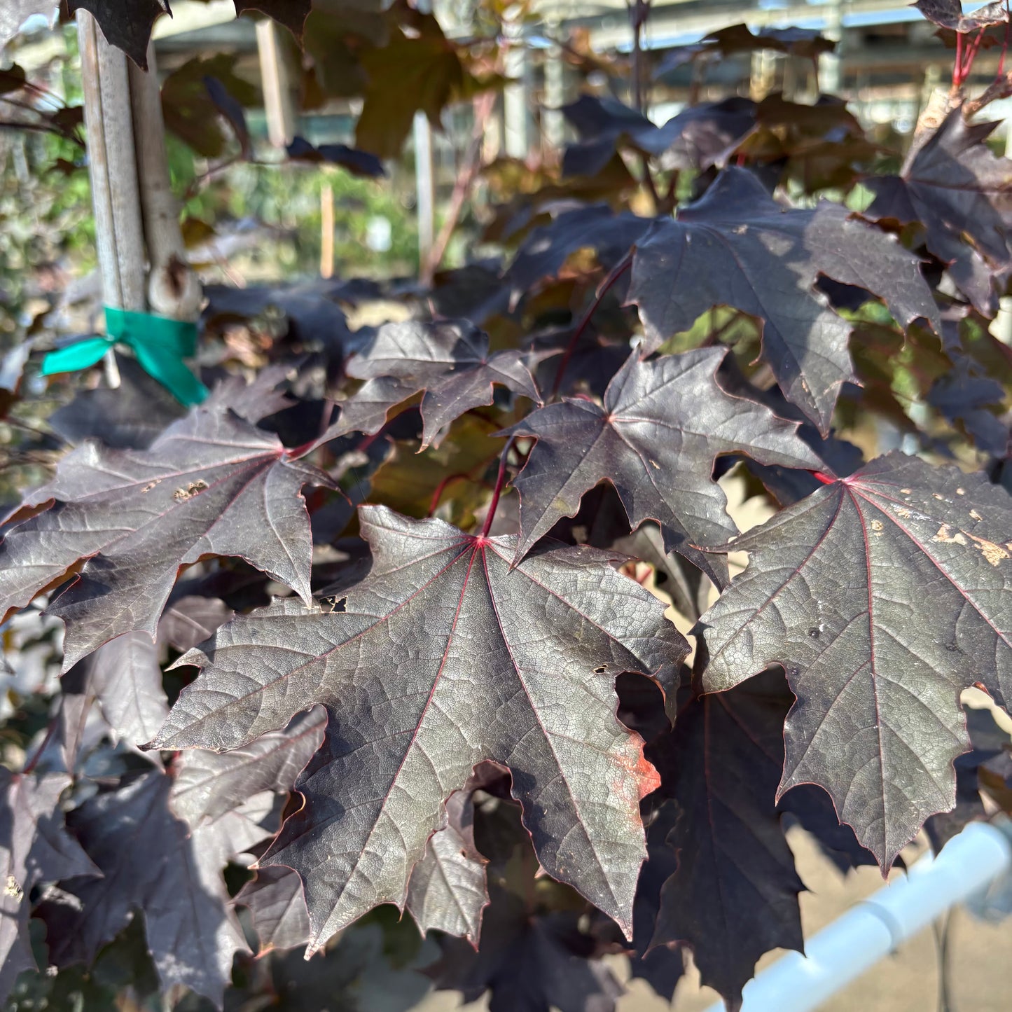 Acer | Crimson King Maple