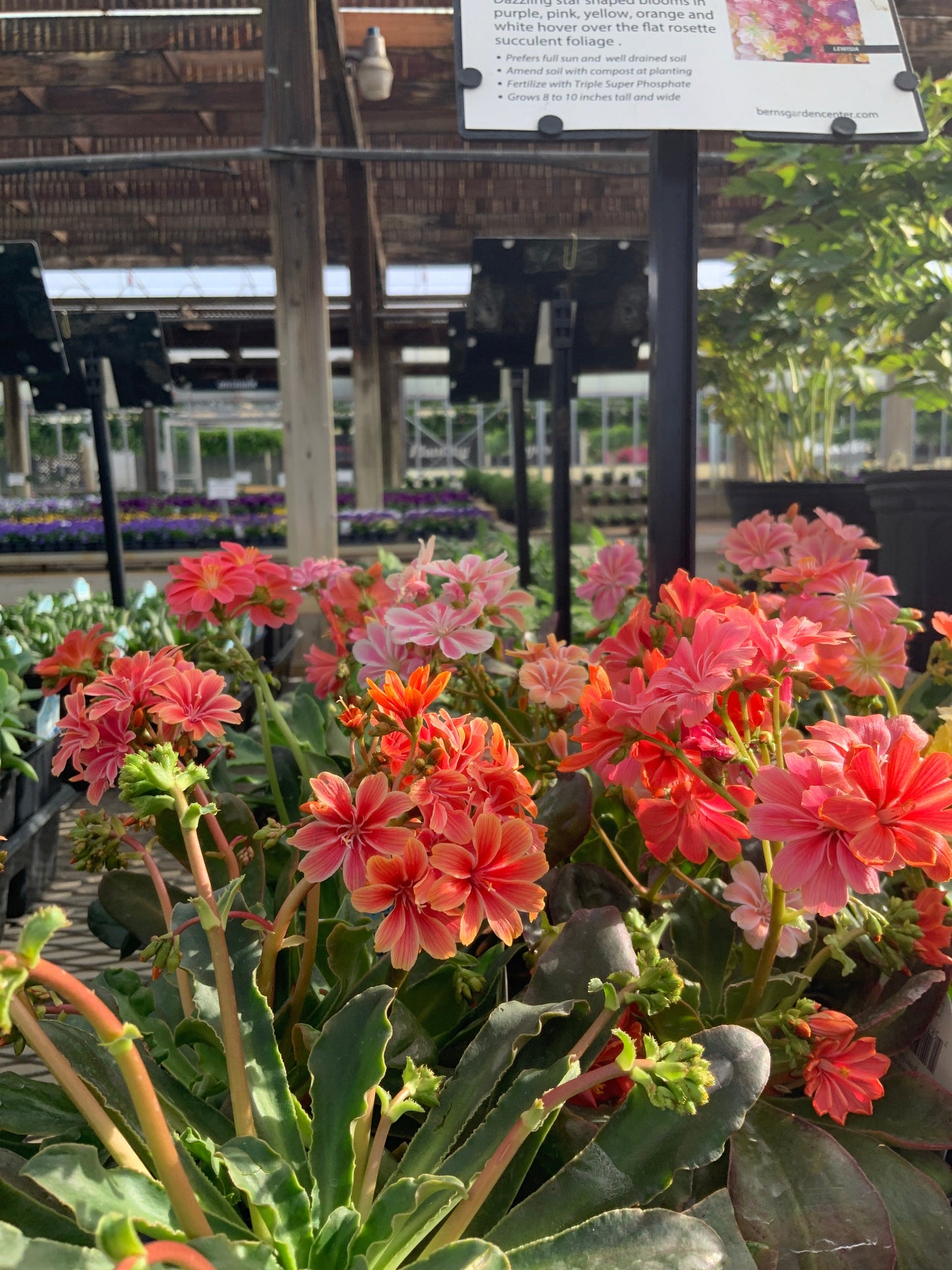 Lewisia | Rainbow Mix Lewisia - 1 Quart