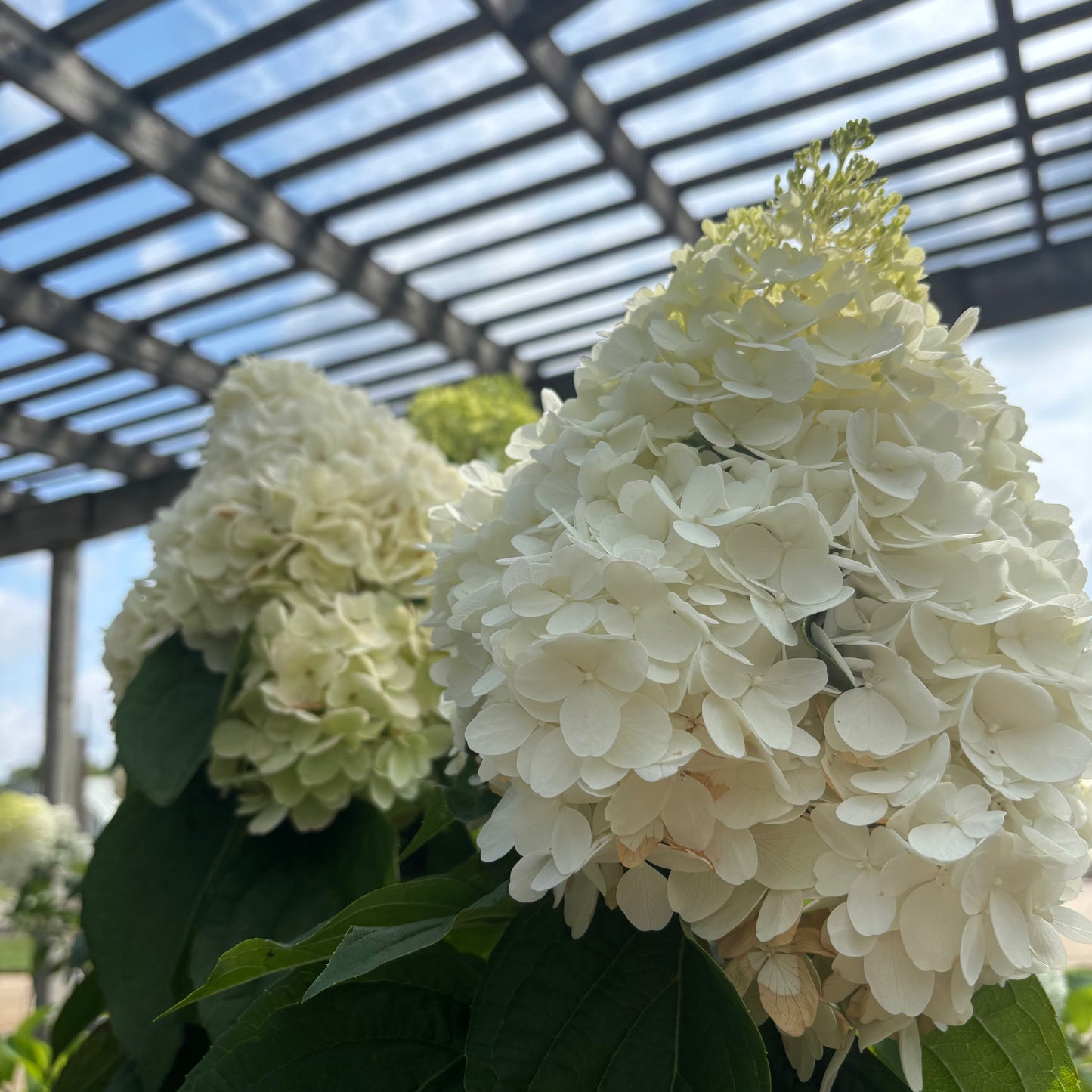 Hydrangea | Love-A-Lot Pink Panicle Hydrangea | Tree Form - 7 Gallon