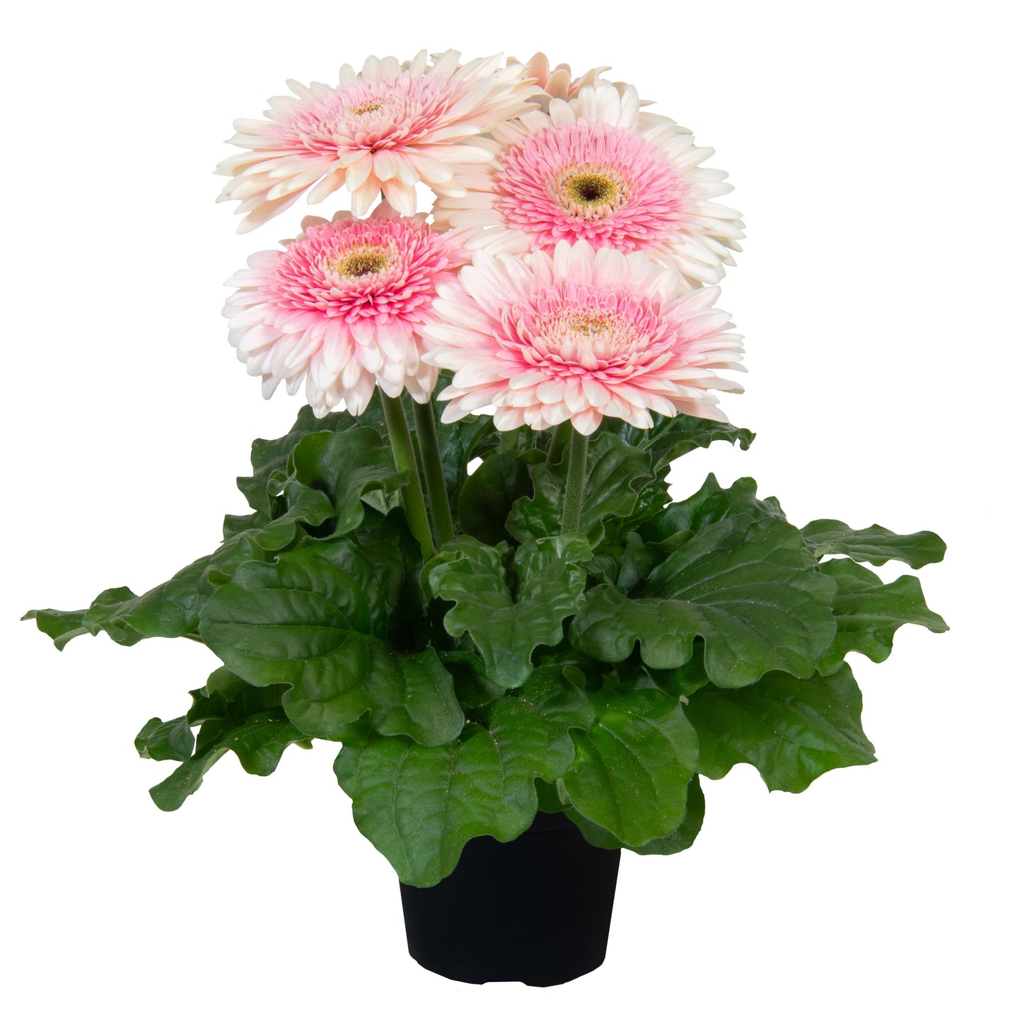 Gerbera | Joybera - 1 Quart