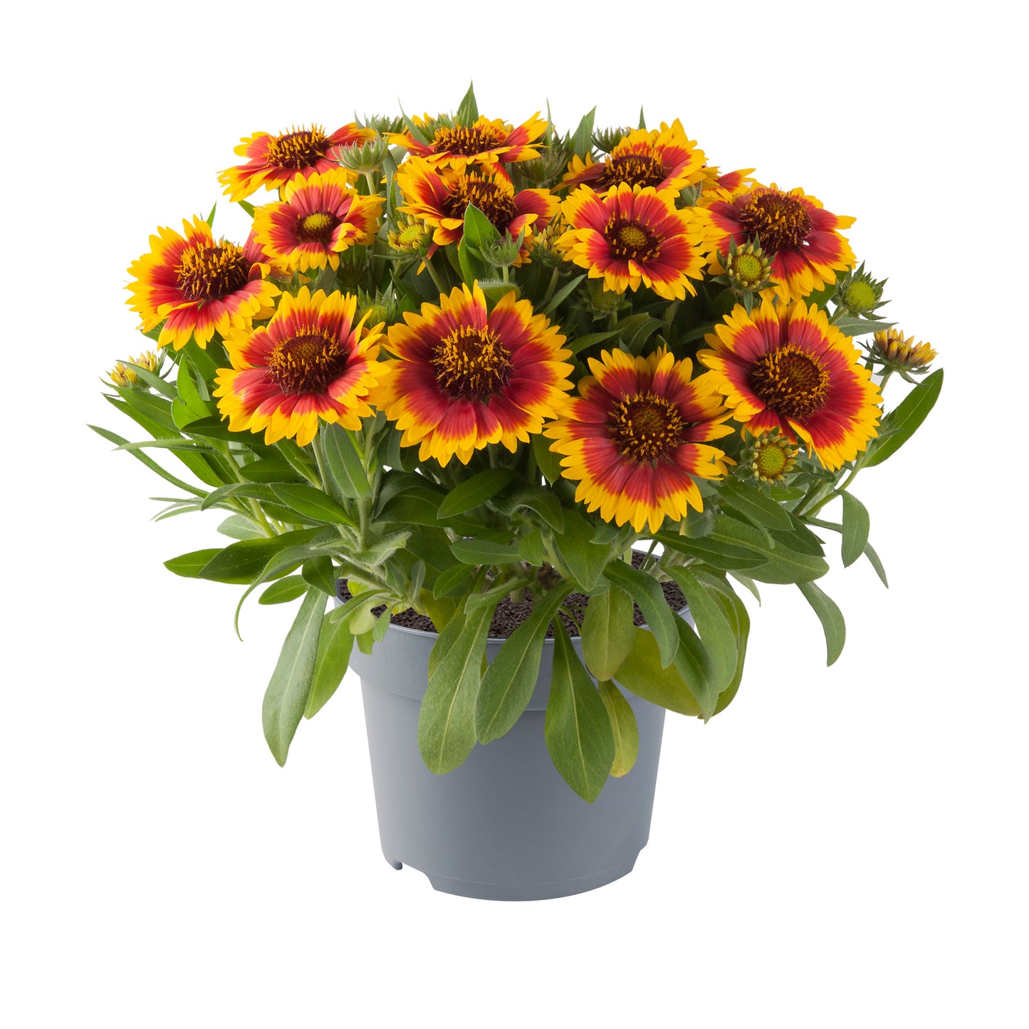 Gaillardia | Guapa Flamenco Bicolor - 1 Quart