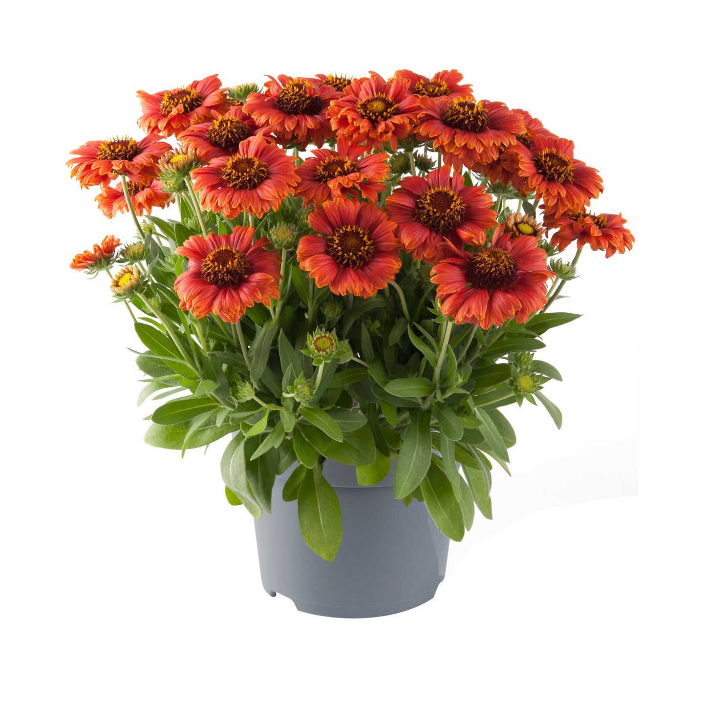 Gaillardia | Guapa Red - 1 Quart
