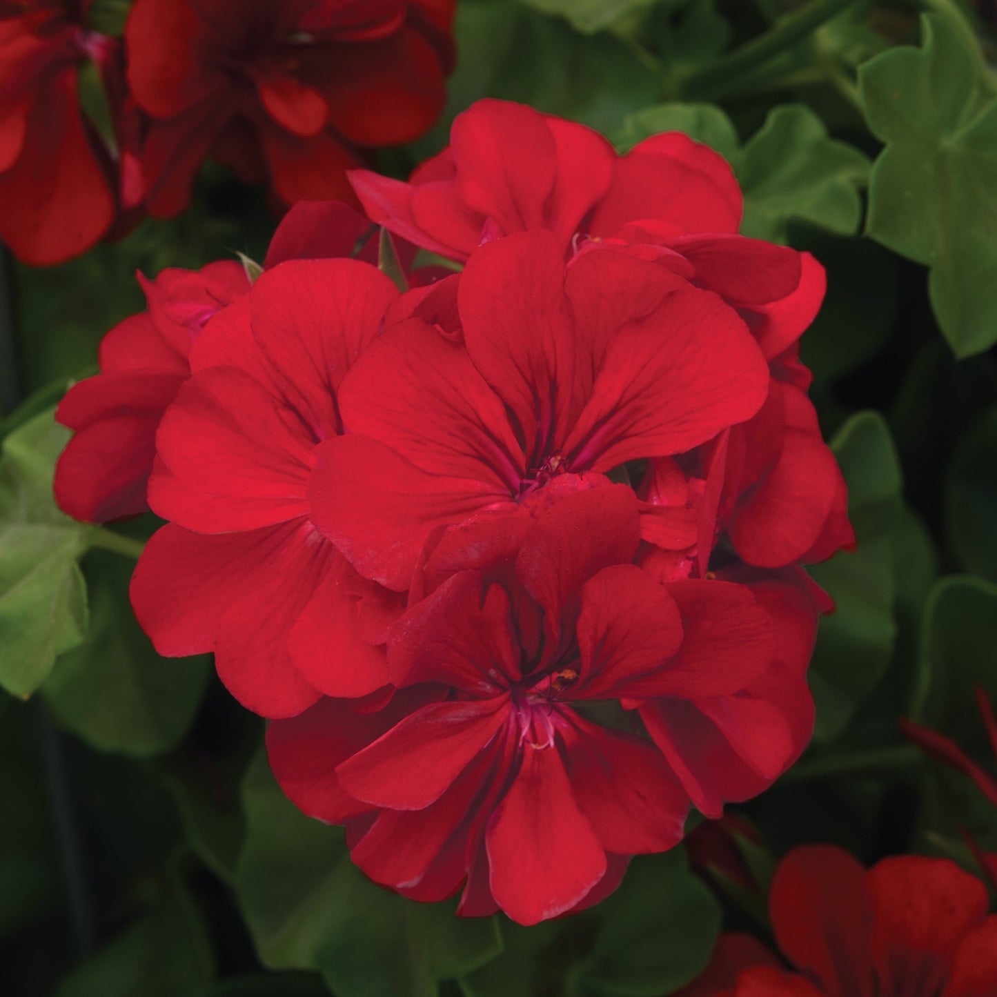 Geranium | Precision - Large Hanging Basket