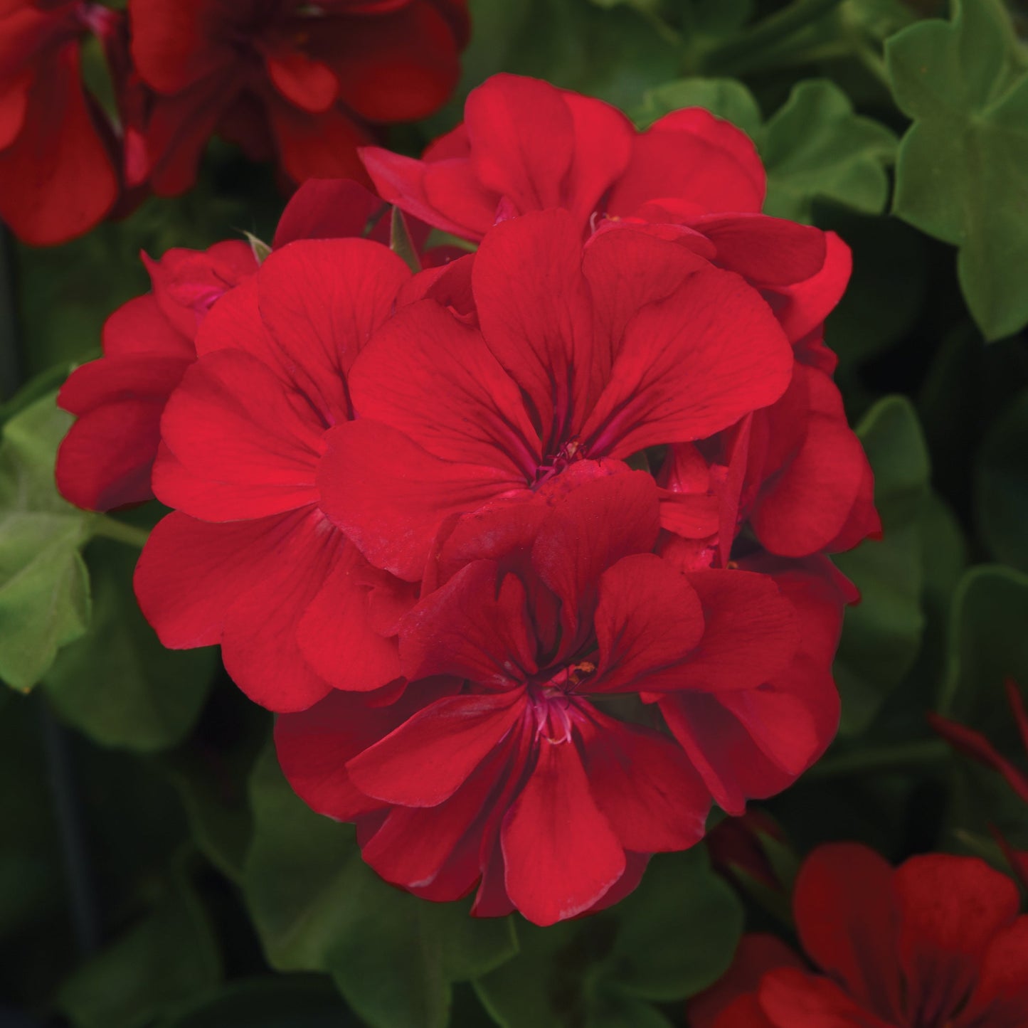 Geranium | Precision - 1 Quart
