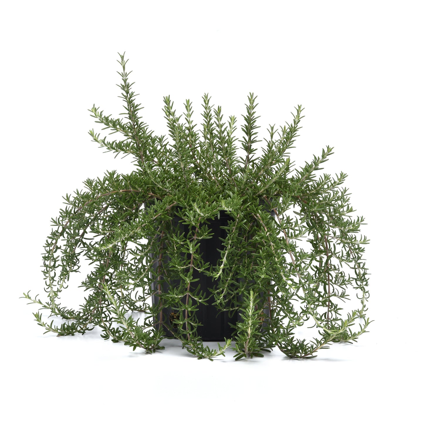 Rosemary | Blue Cascade - 1 Quart