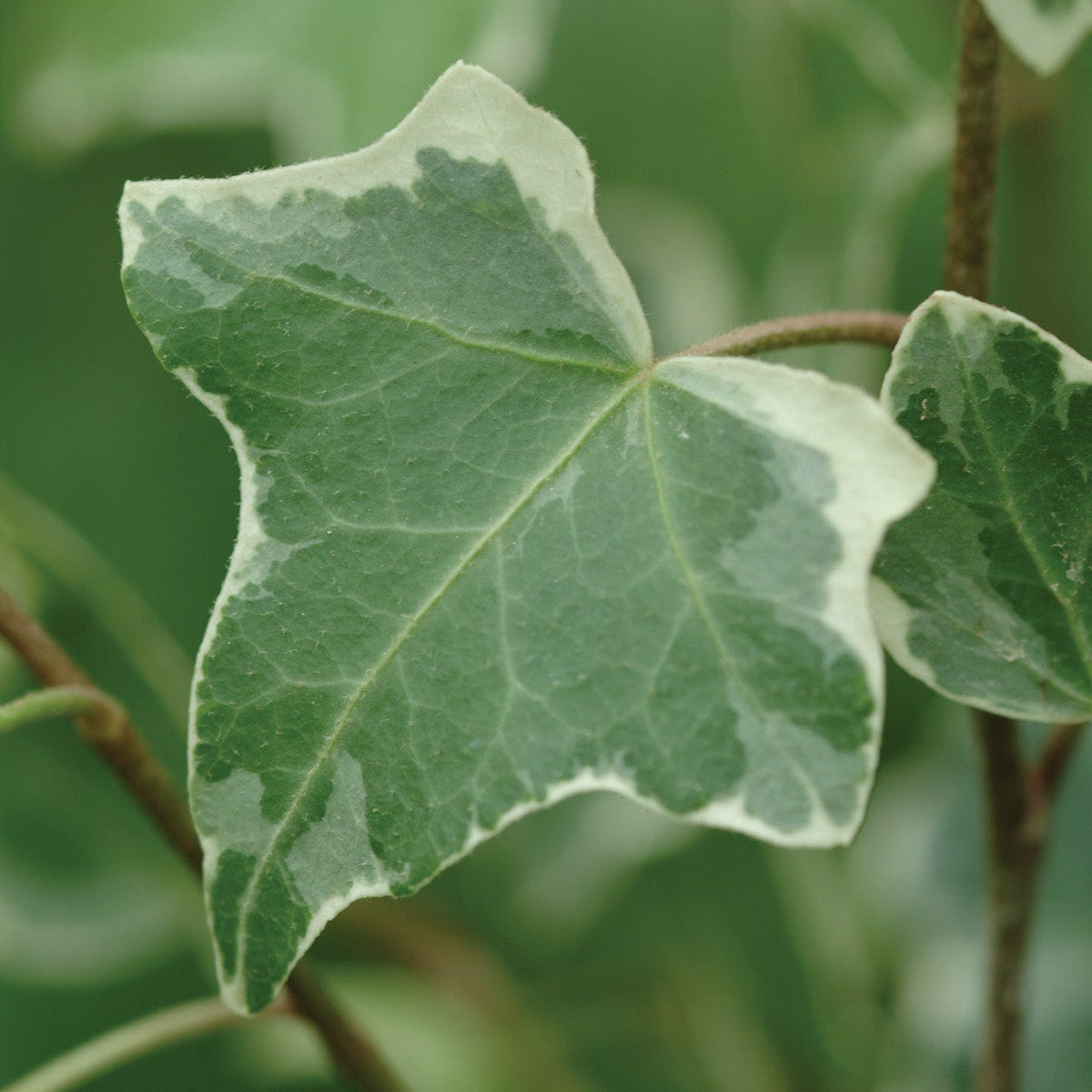 Hedera | Glacier Ivy - 1 Quart