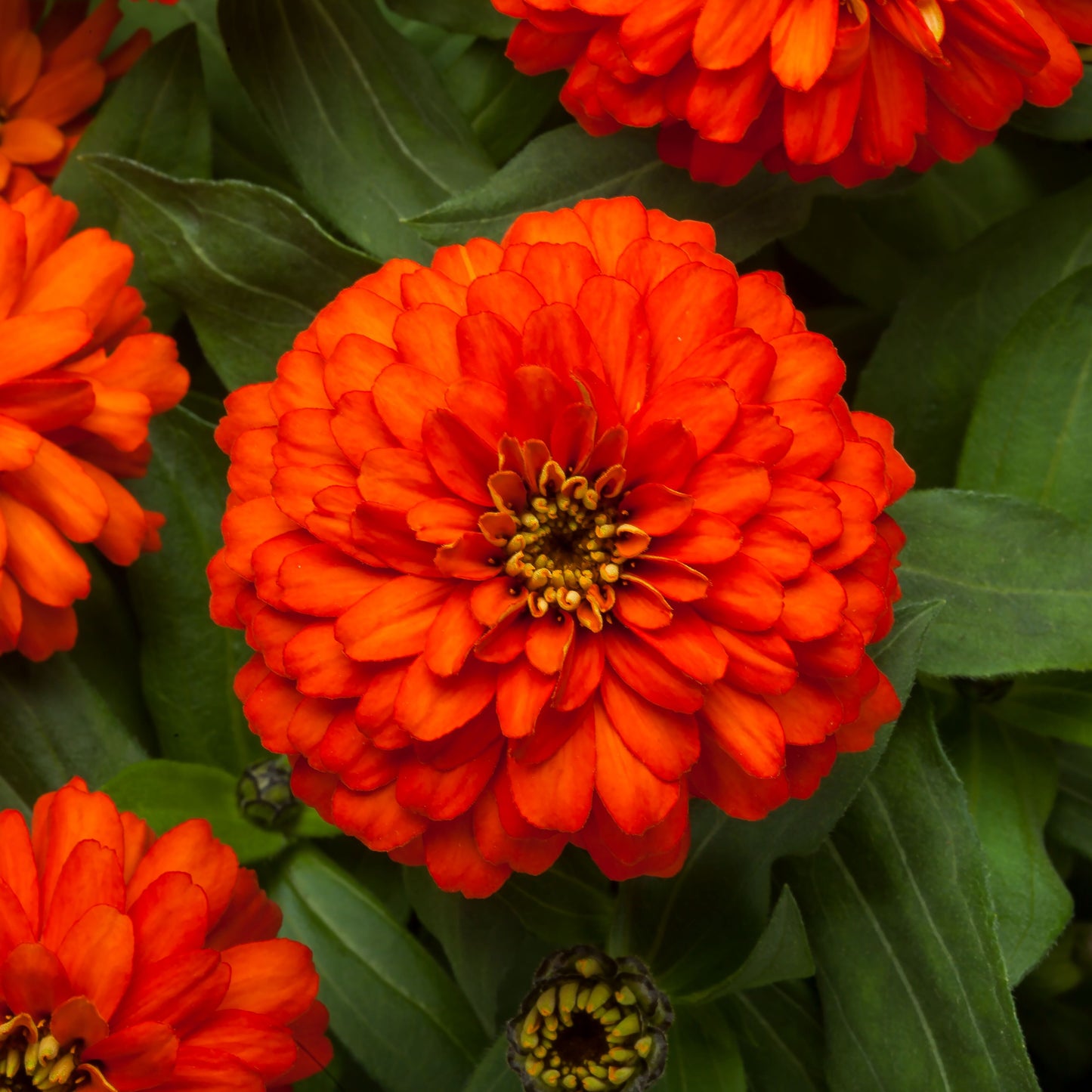 Zinnia | Zydeco - 4 Pack