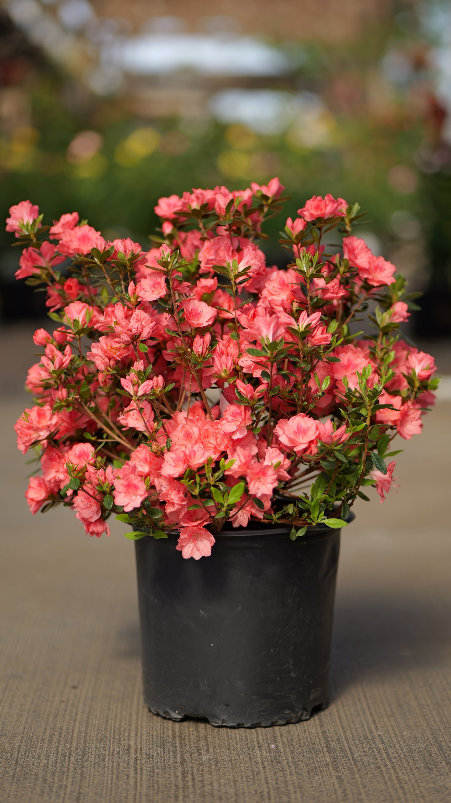 Rhododendron | Blaauw's Pink Azalea