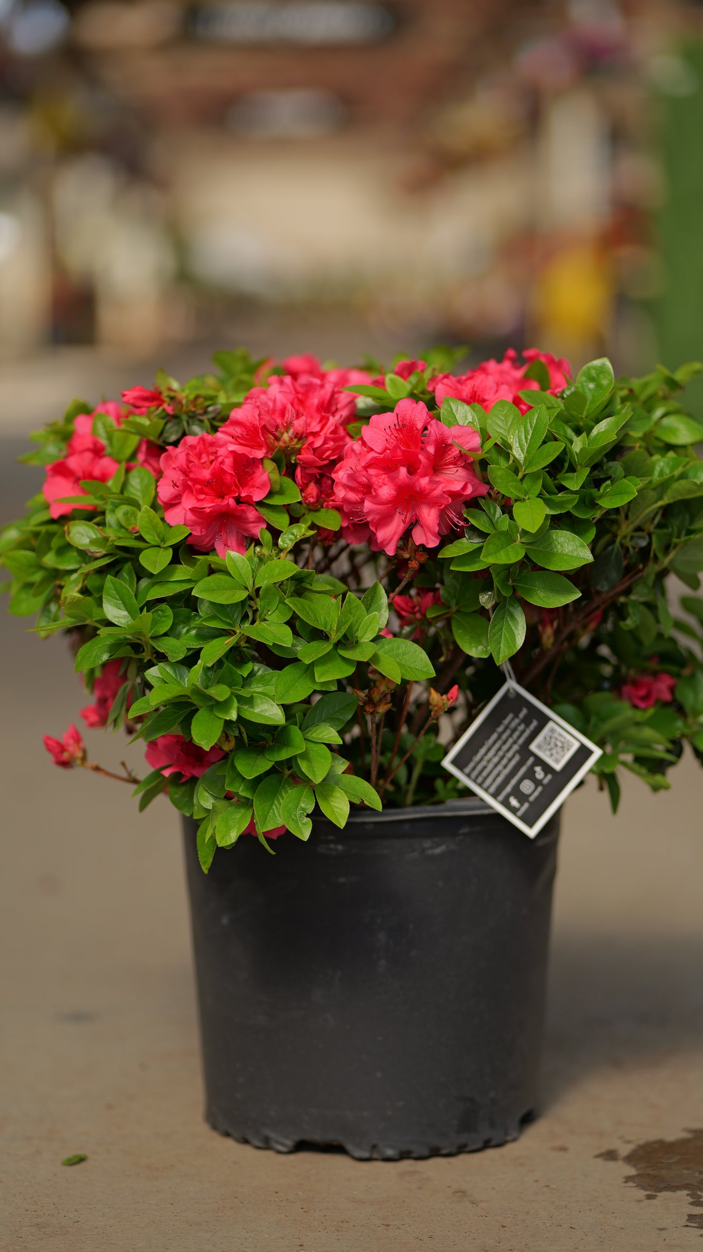 Rhododendron | Girard's Crimson Azalea