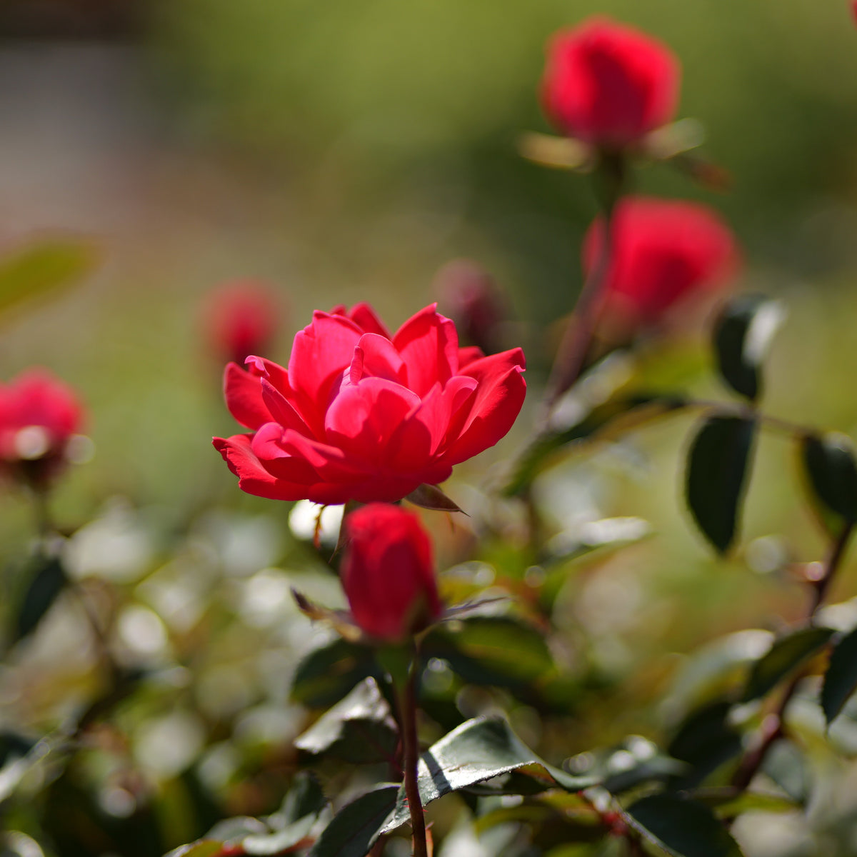 Rosa | Knock Out Rose | Double Knock Out - 3 Gallon