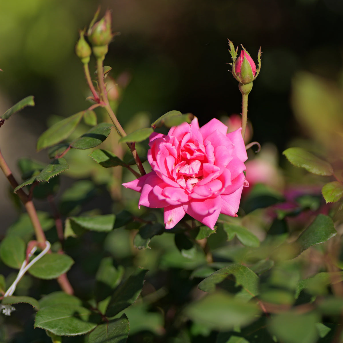 Rosa | Knock Out Rose | Pink Double Knock Out - 3 Gallon