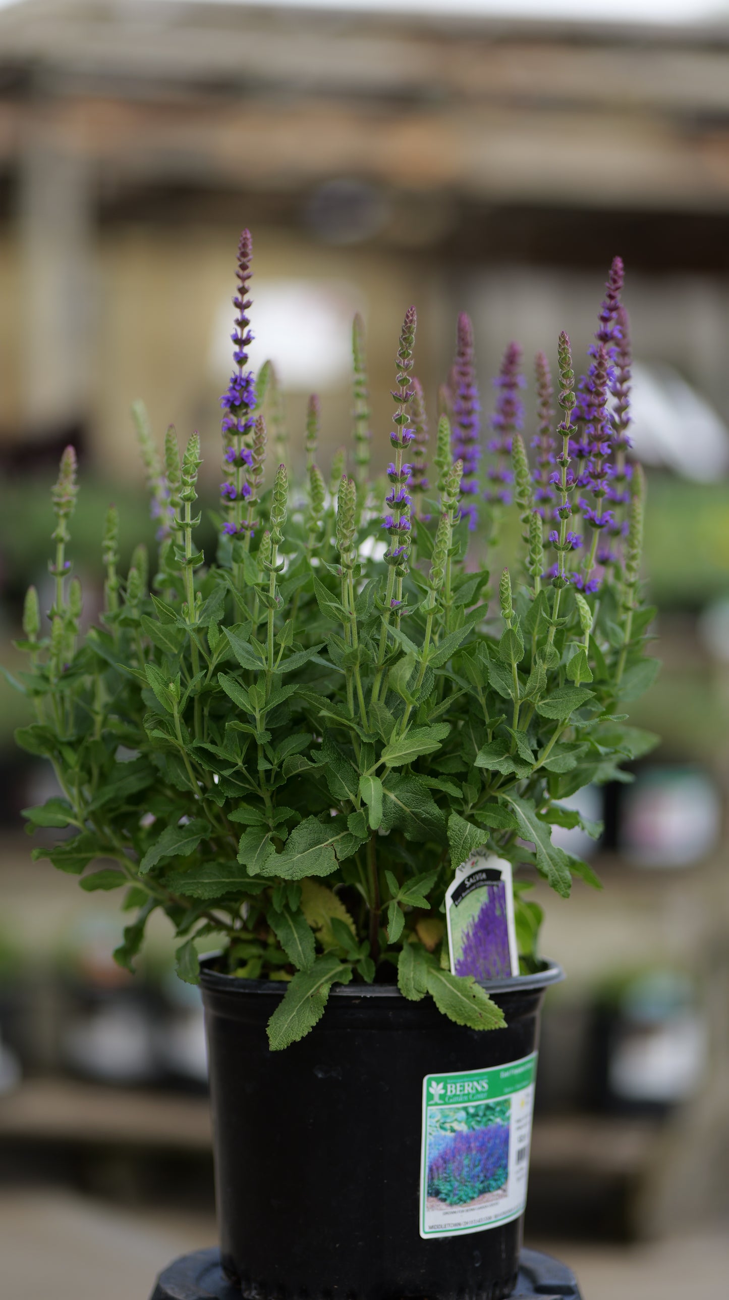 Salvia | East Friesland Meadow Sage