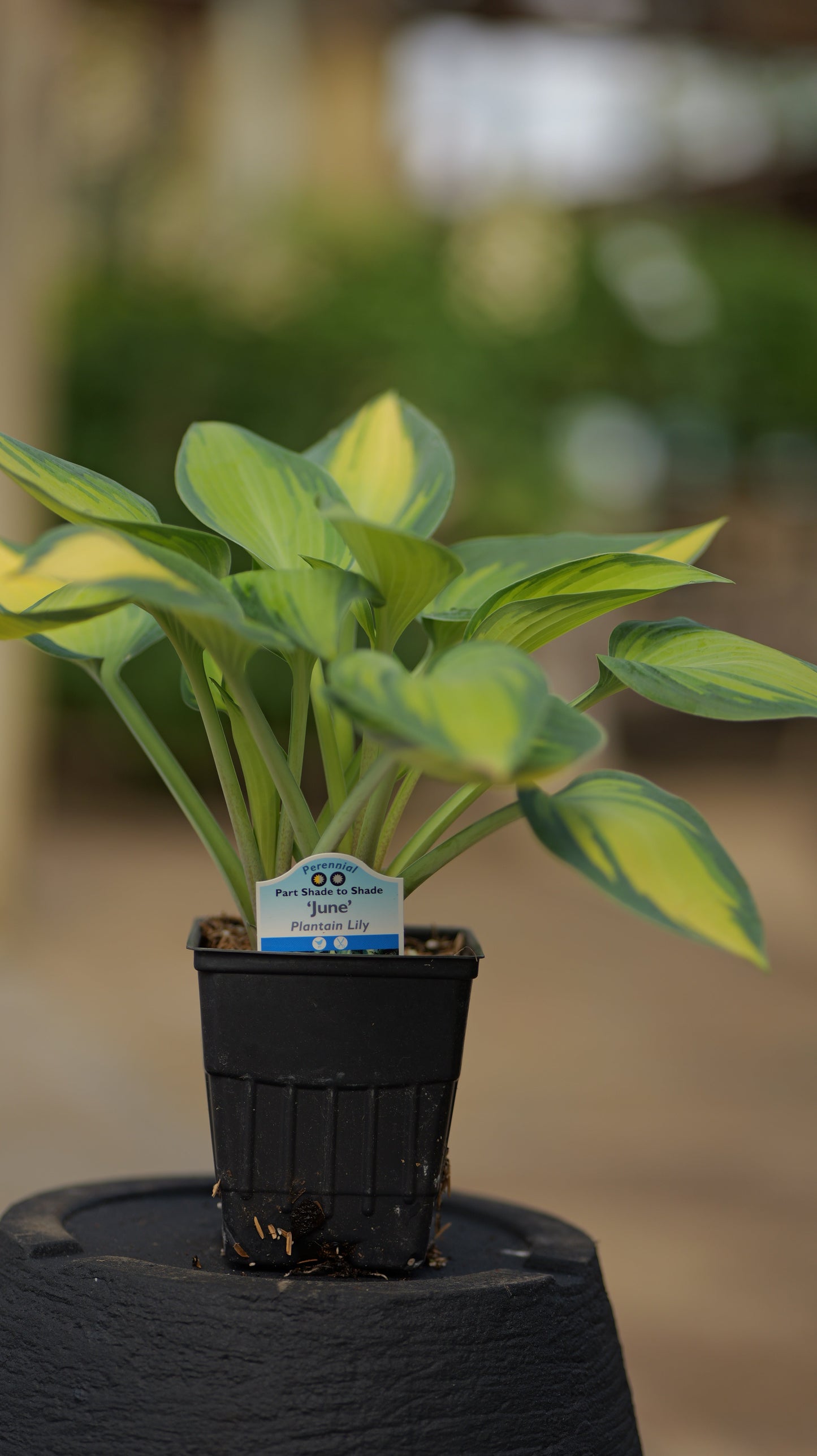 Hosta | June Hosta - 1 Quart