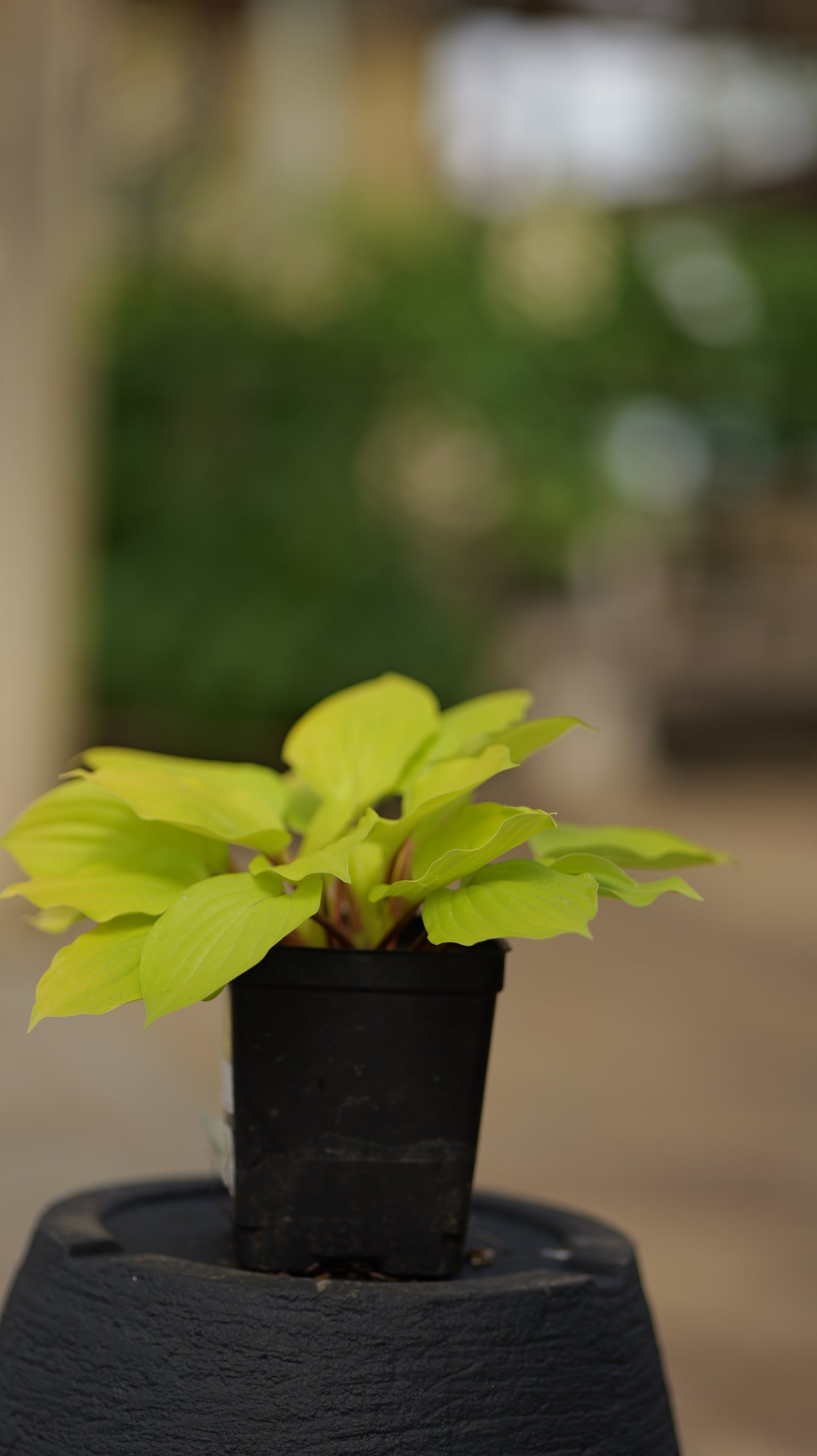 Hosta | Fire Island Hosta