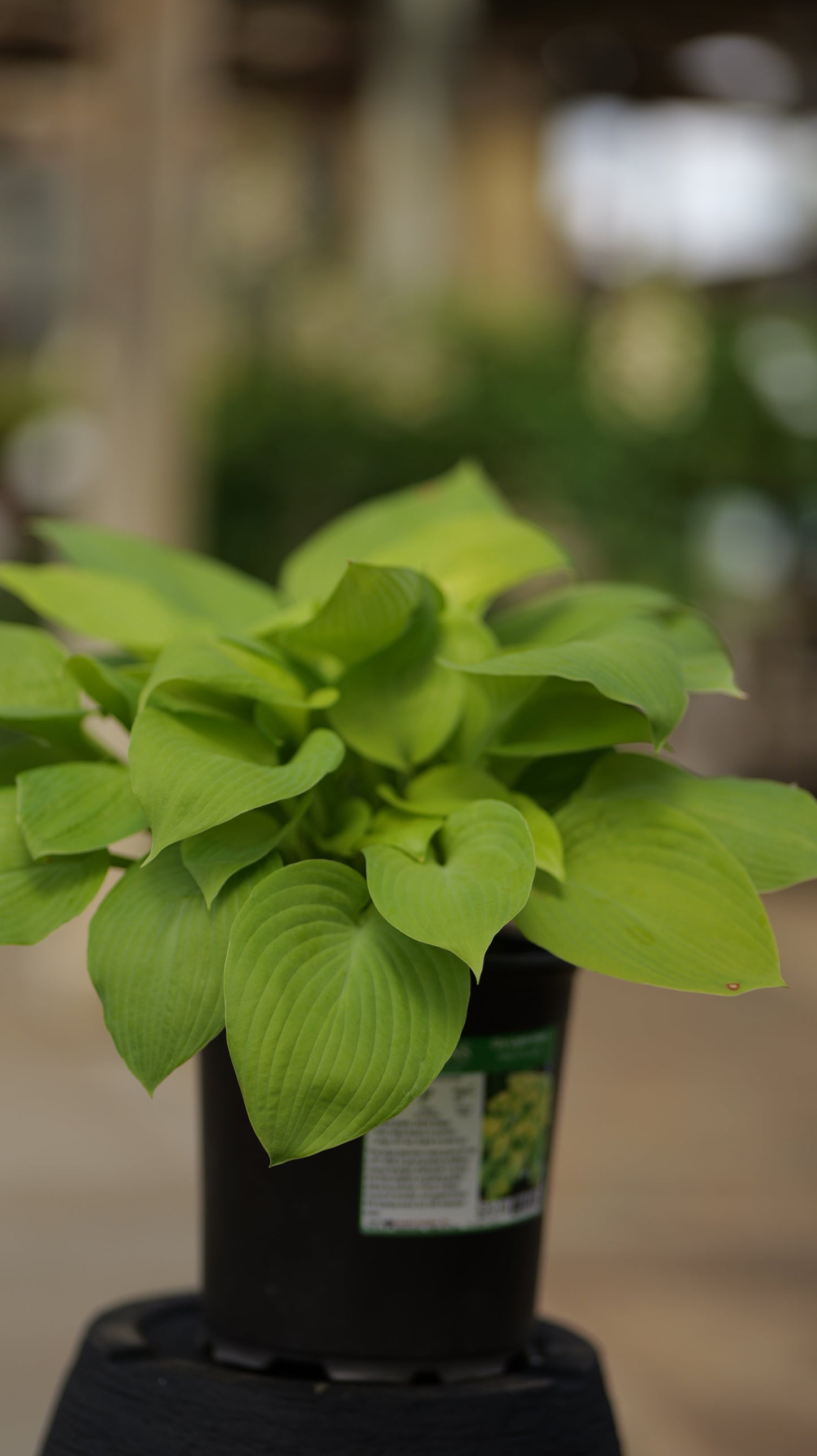 Hosta | City Lights Hosta - 1 Gallon