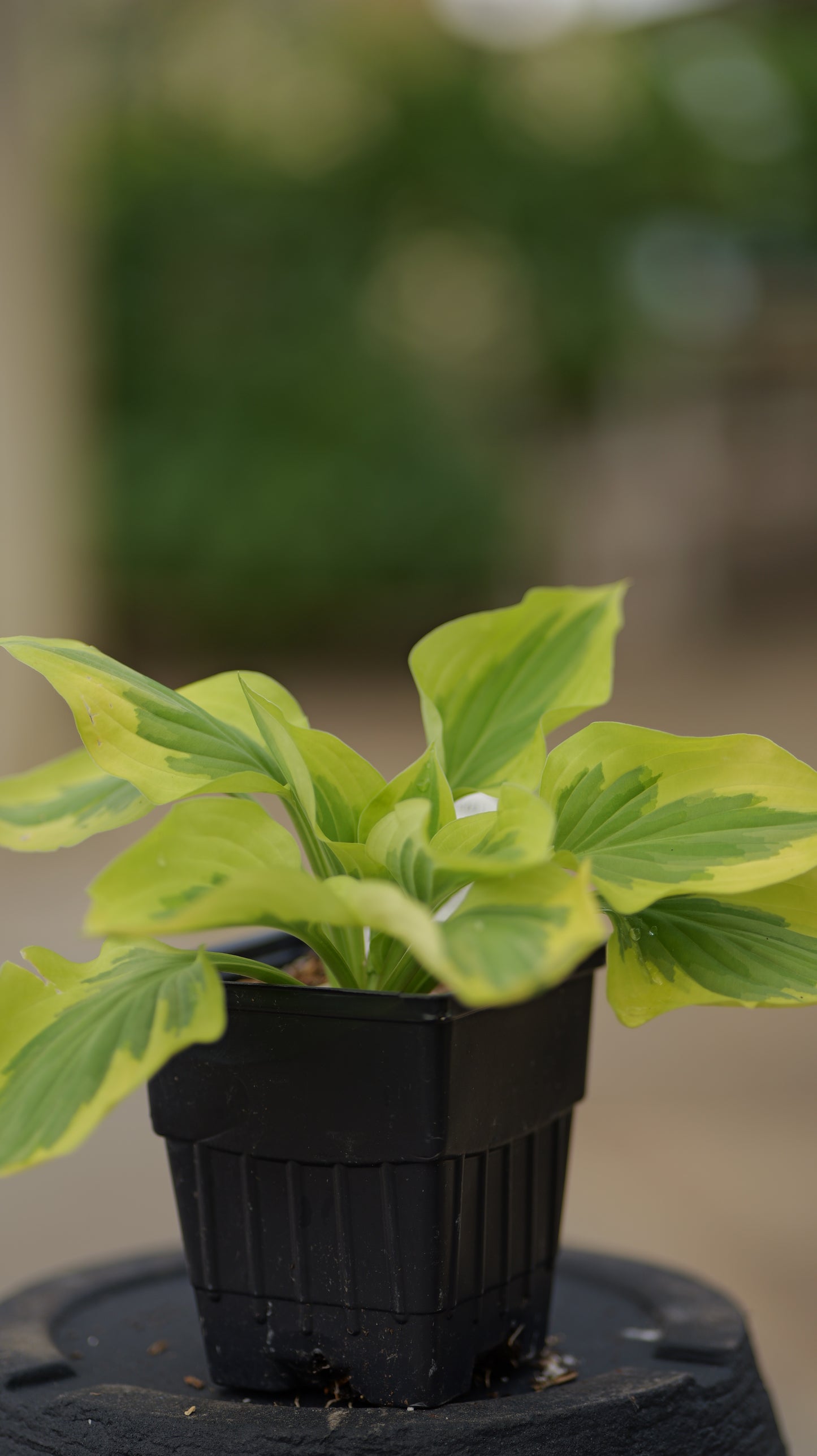 Hosta | Pilgrim Hosta