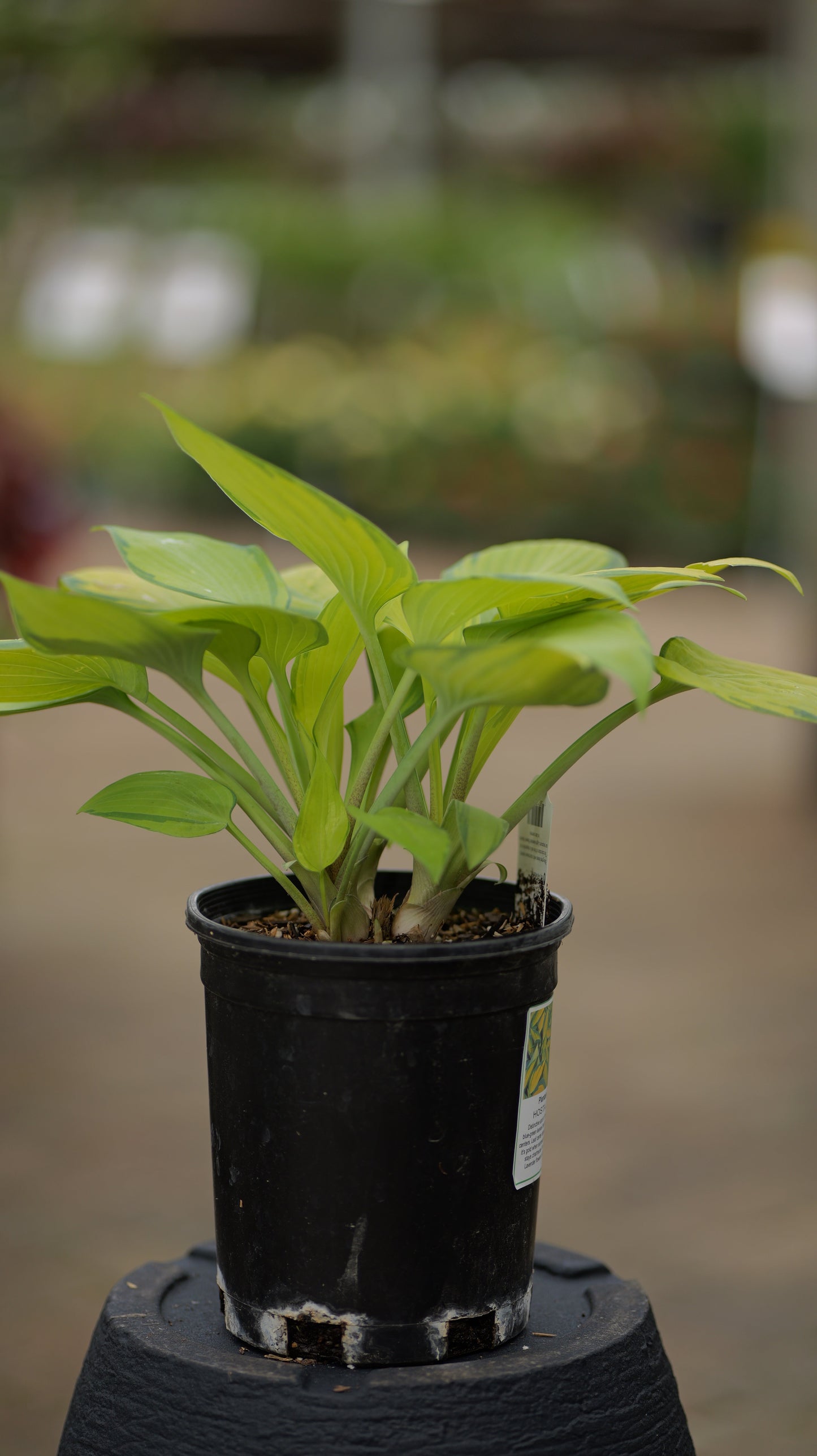 Hosta | June Hosta - 1 Gallon
