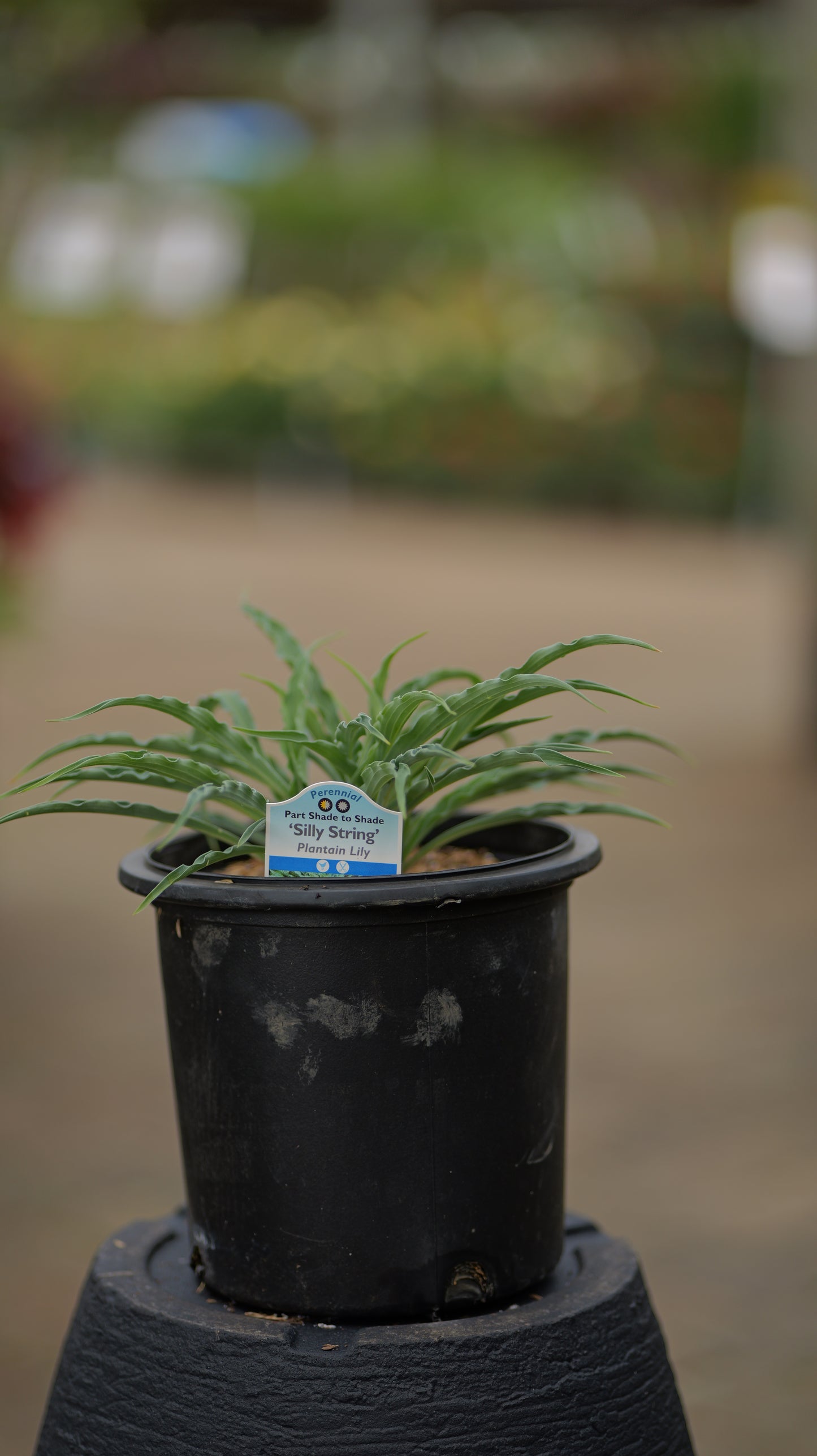 Hosta | Silly String Hosta