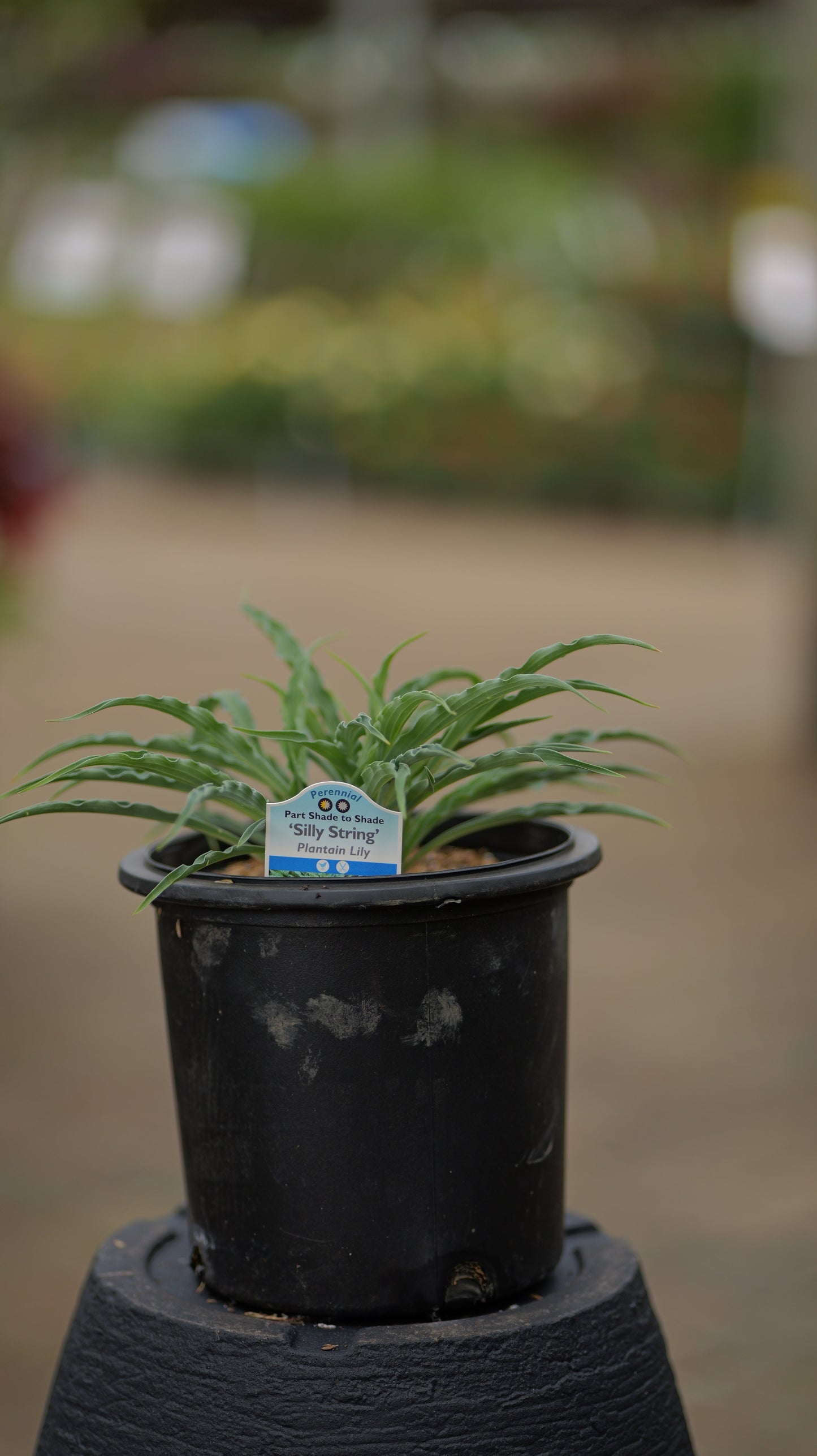 Hosta | Silly String Hosta - 1 Gallon