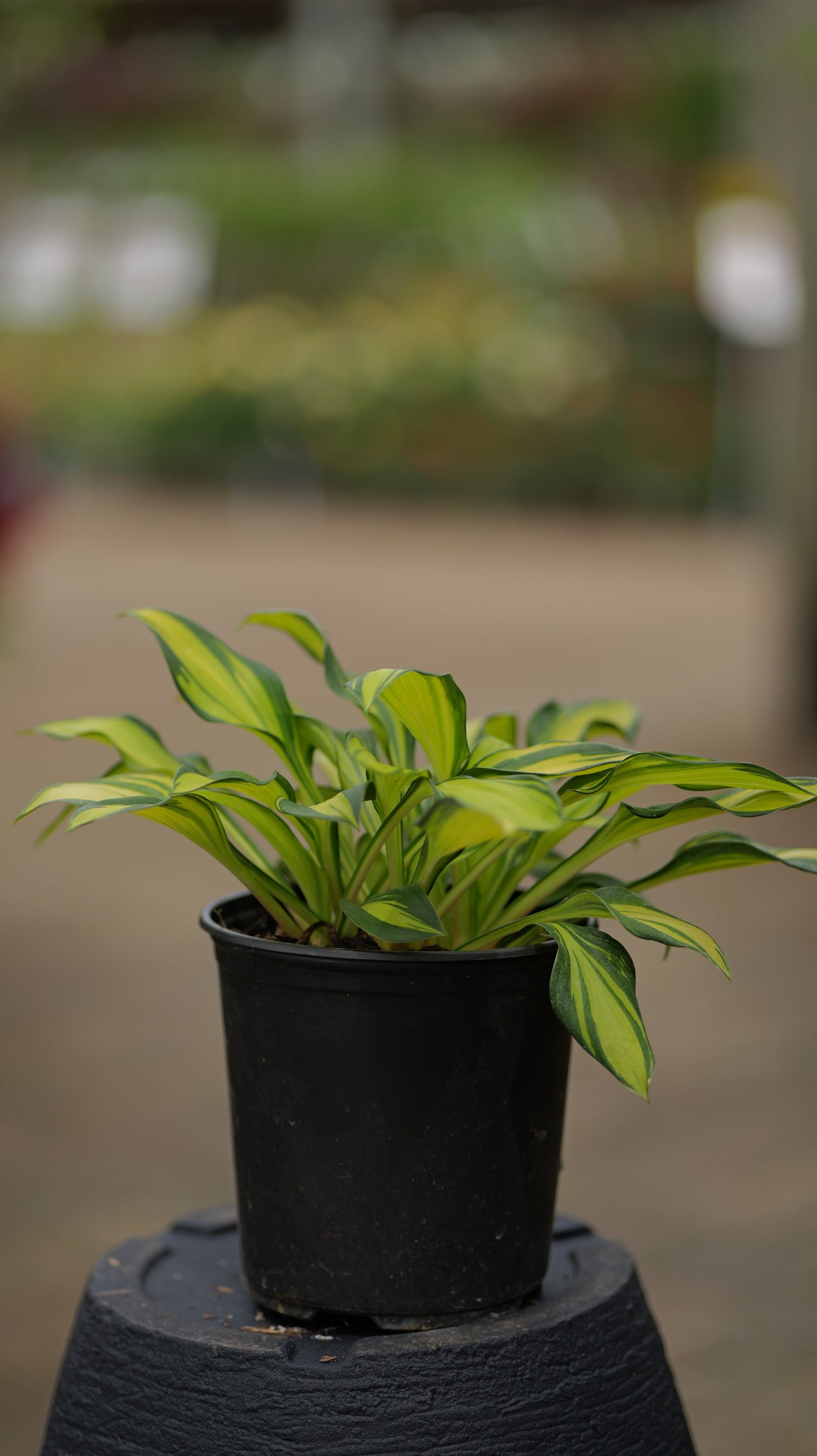 Hosta | Rainbow's End Hosta - 1 Gallon