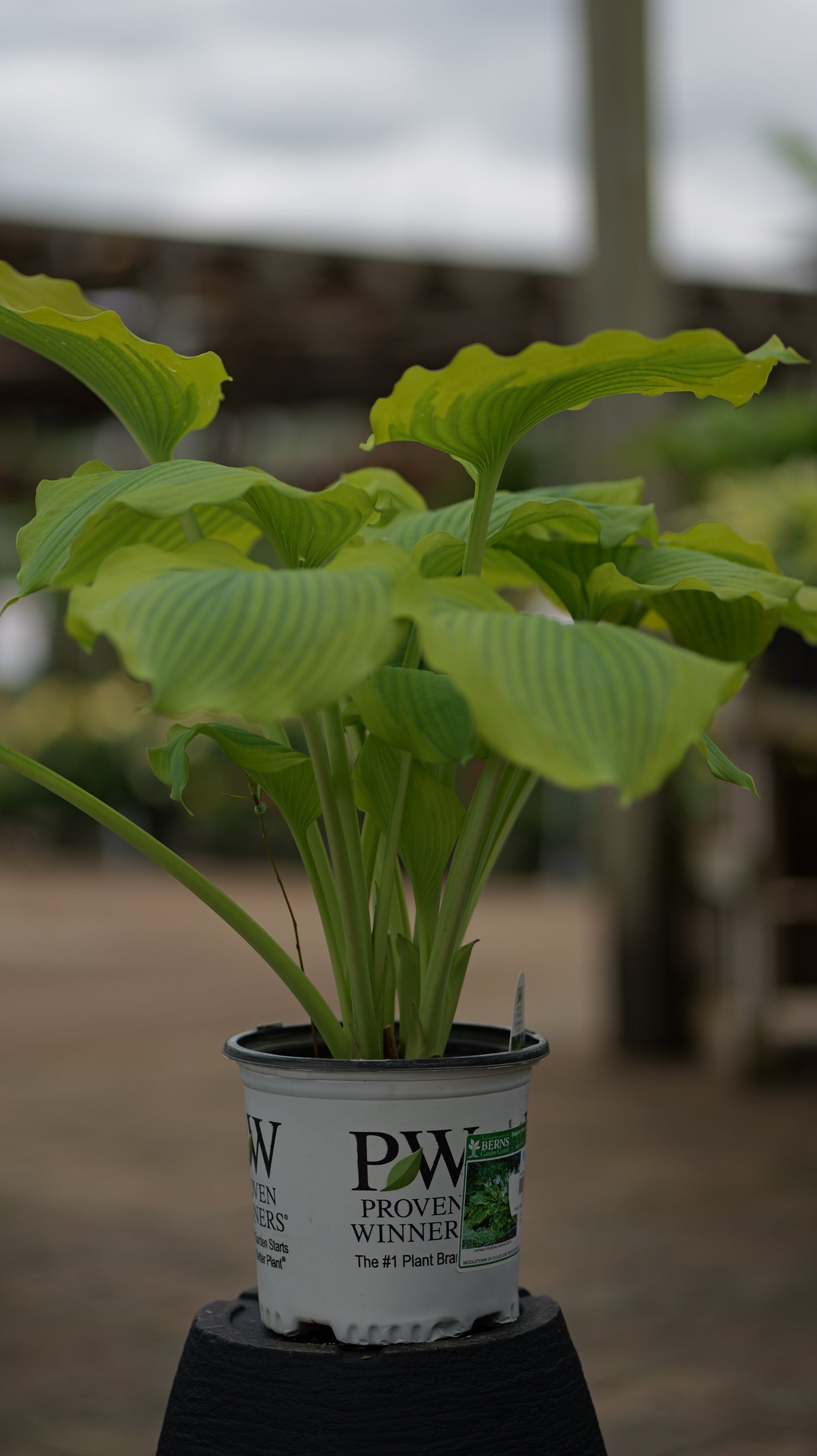 Hosta | Seducer Hosta