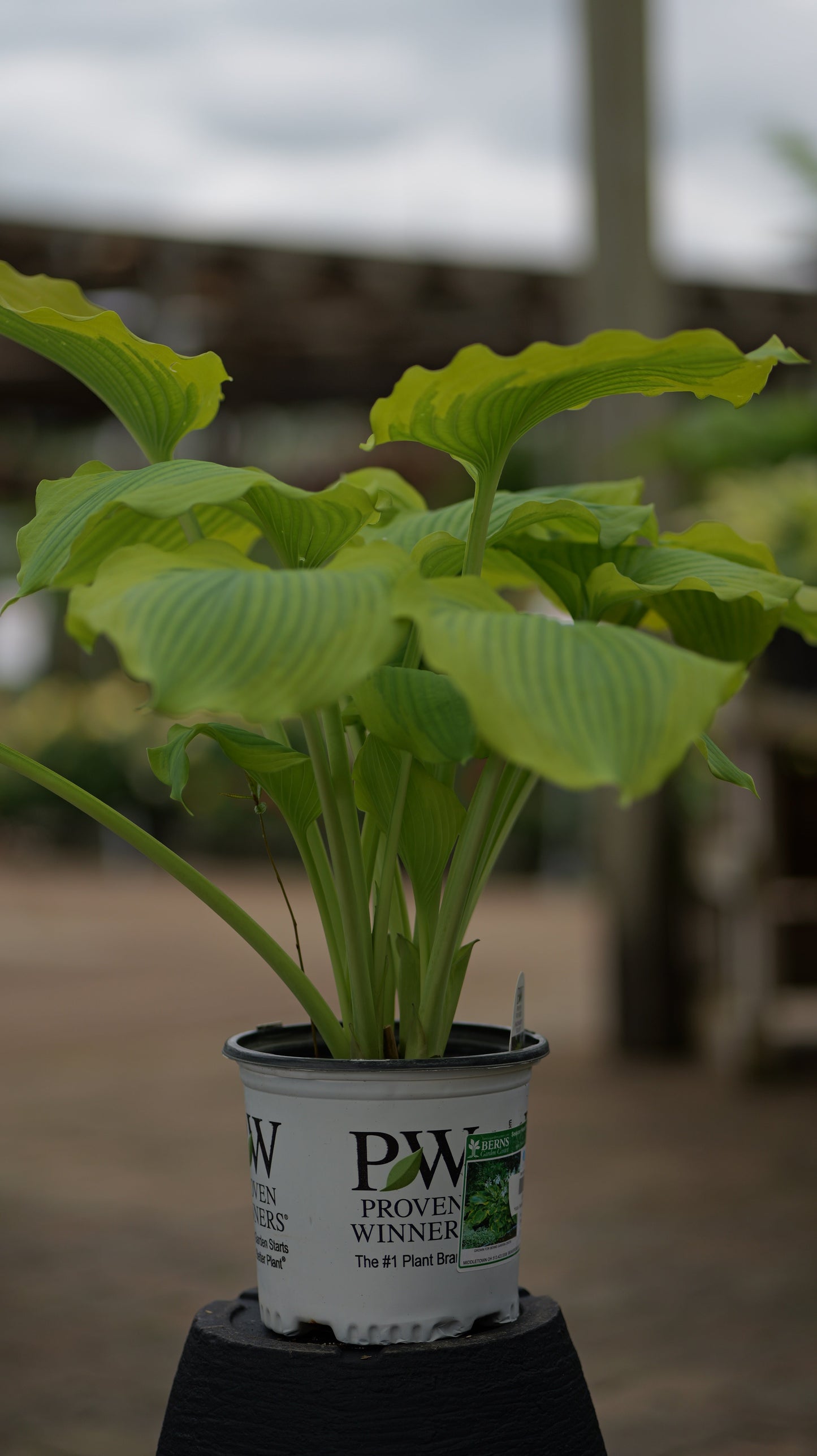 Hosta | Seducer Hosta - 1 Gallon