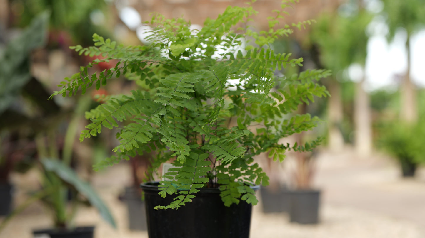 Adiantum | American Maidenhair Fern - 1 Gallon